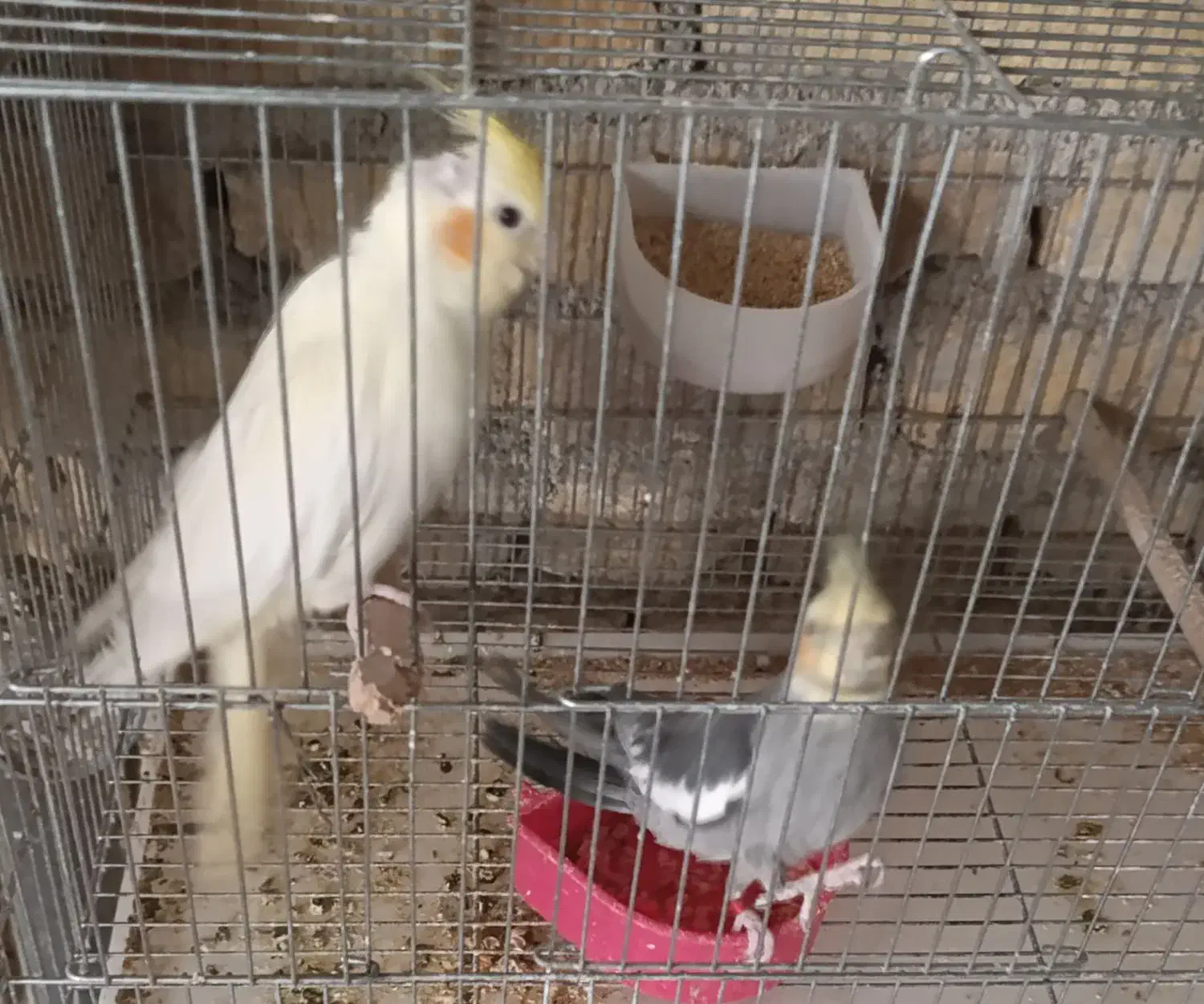 عروس مولد و کلی|پرنده|یزد, |دیوار