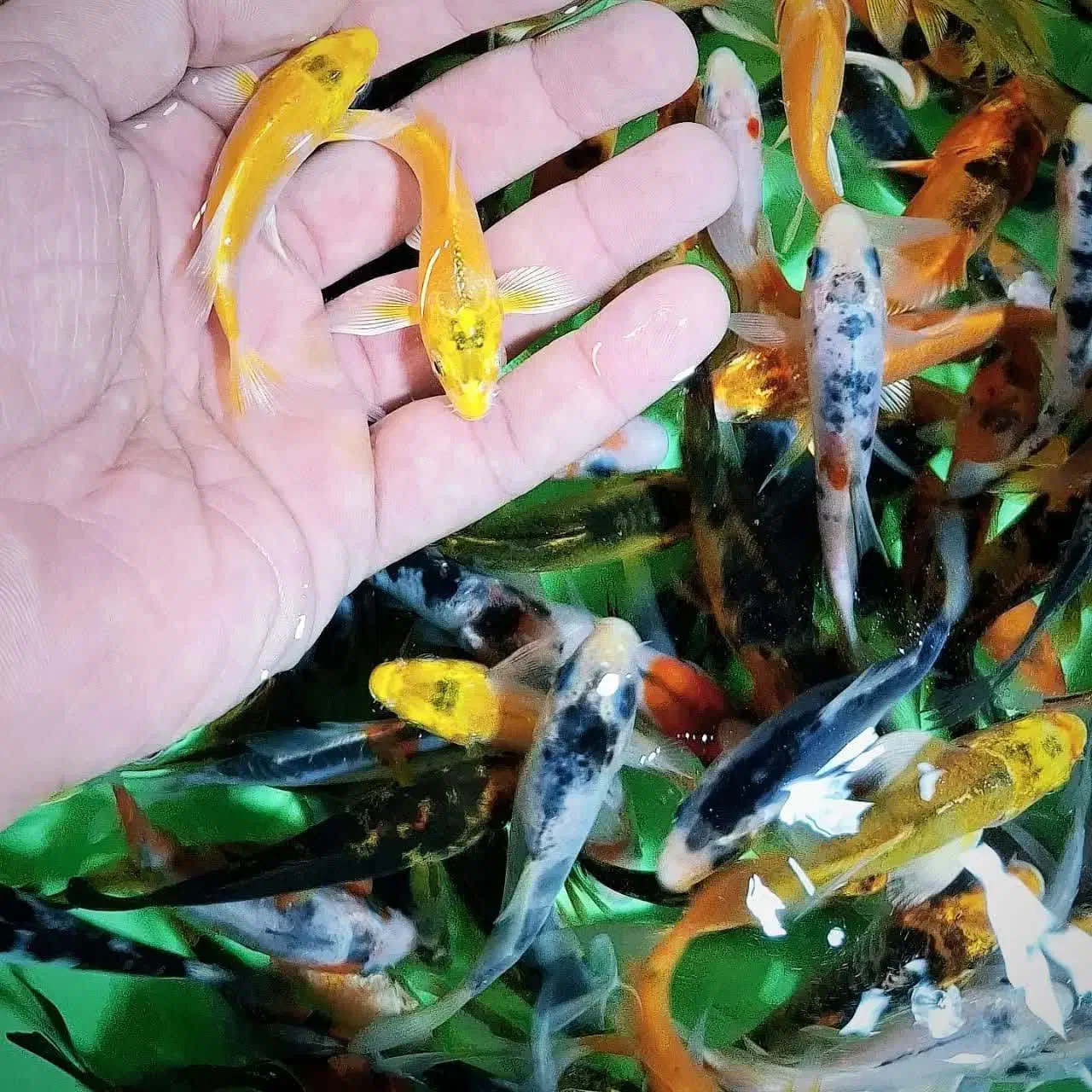 ماهی کوی|ماهی|نجف‌آباد, امیرآباد|دیوار