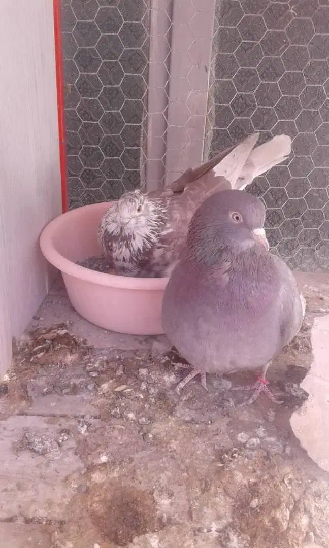 تعداد کبوتر پرشی|پرنده|تیران, |دیوار