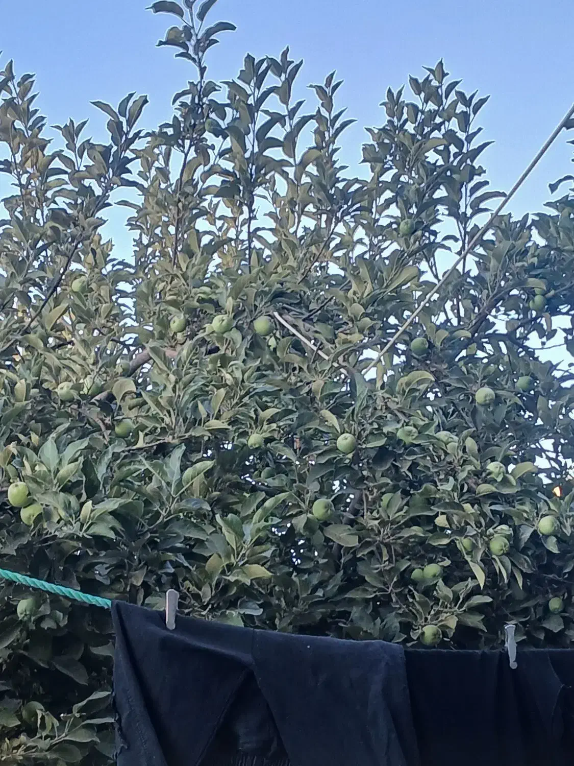 باغ در جاده ننیز بعد کشتارگاه|فروش زمین و ملک کلنگی|رابر, |دیوار