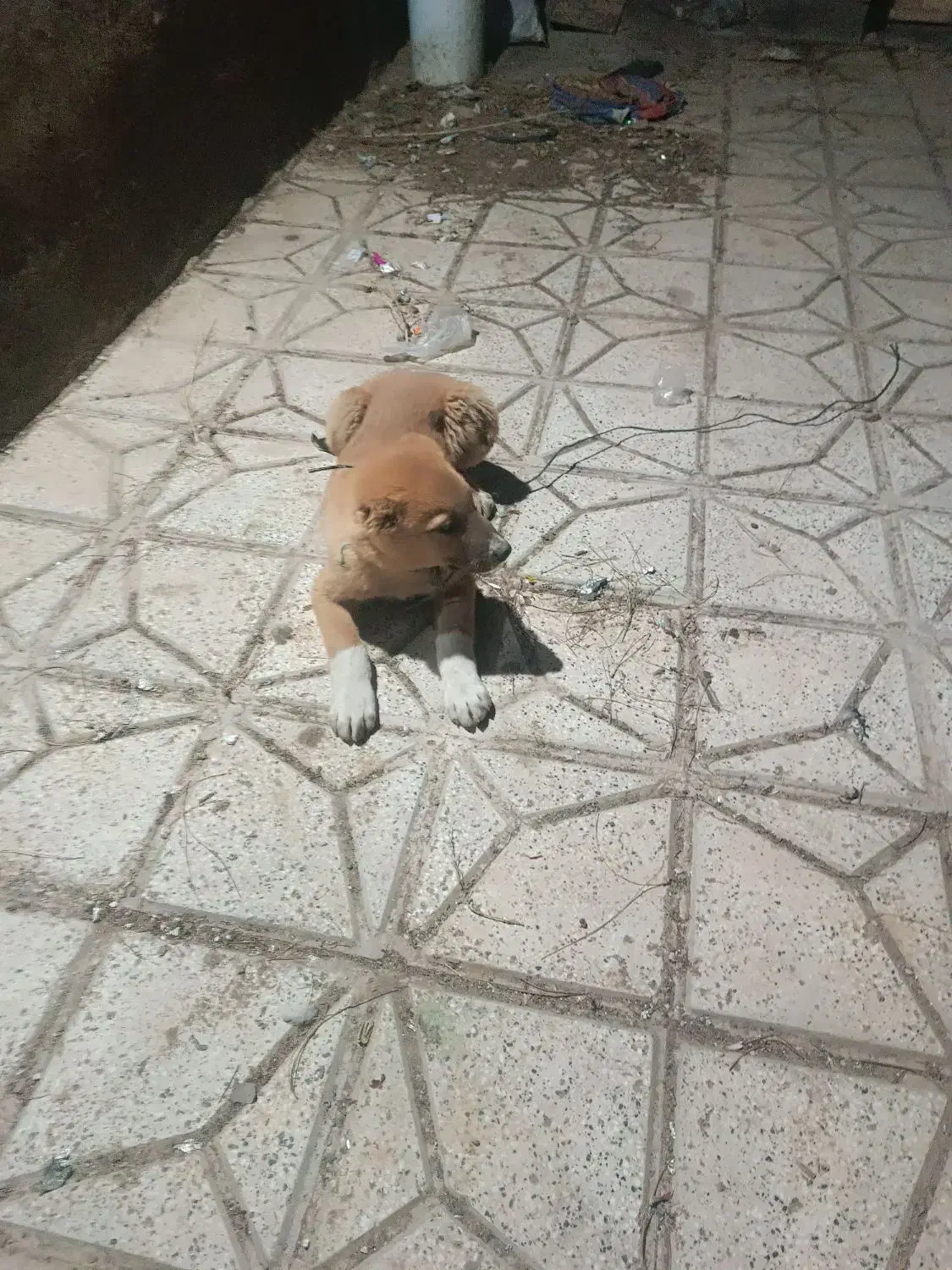 فروش سگ|سگ|نیشابور, شهرک فرهنگیان|دیوار