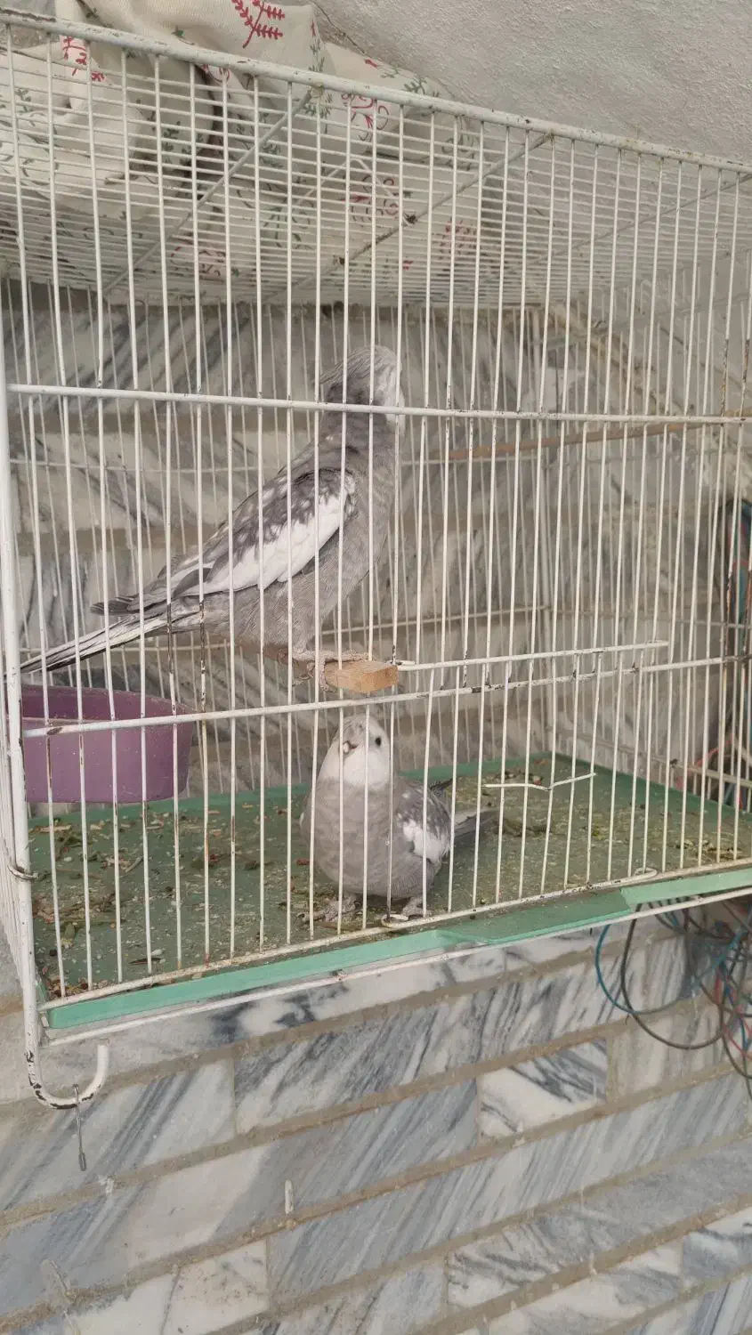 عروس هلندی ایزابلا|پرنده|زاهدان, |دیوار