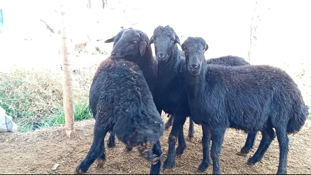 قوچ قره قزل|حیوانات مزرعه|ماهنشان, |دیوار