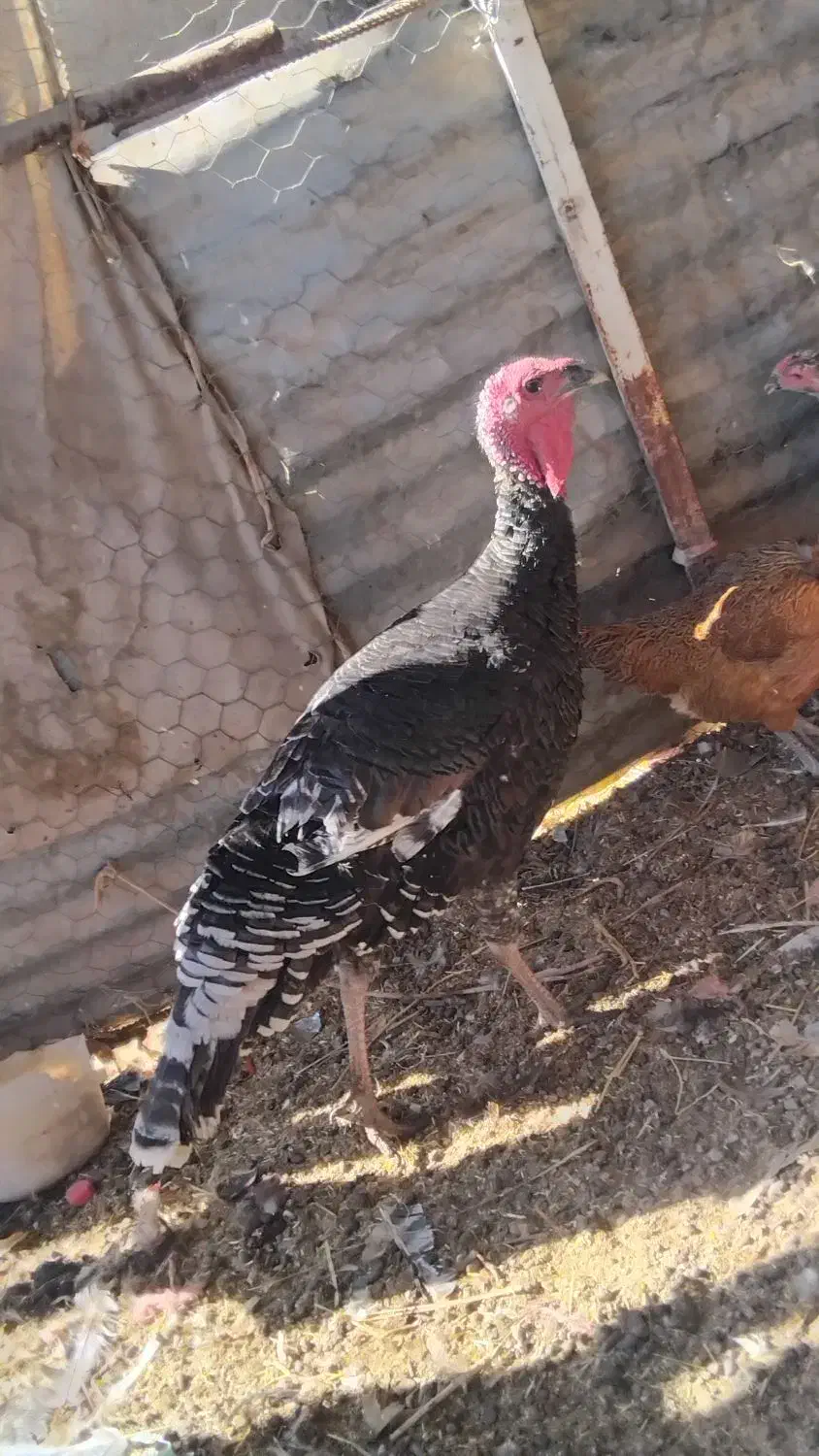 ۲ عدد بوقلمون|حیوانات مزرعه|جزنیک, |دیوار