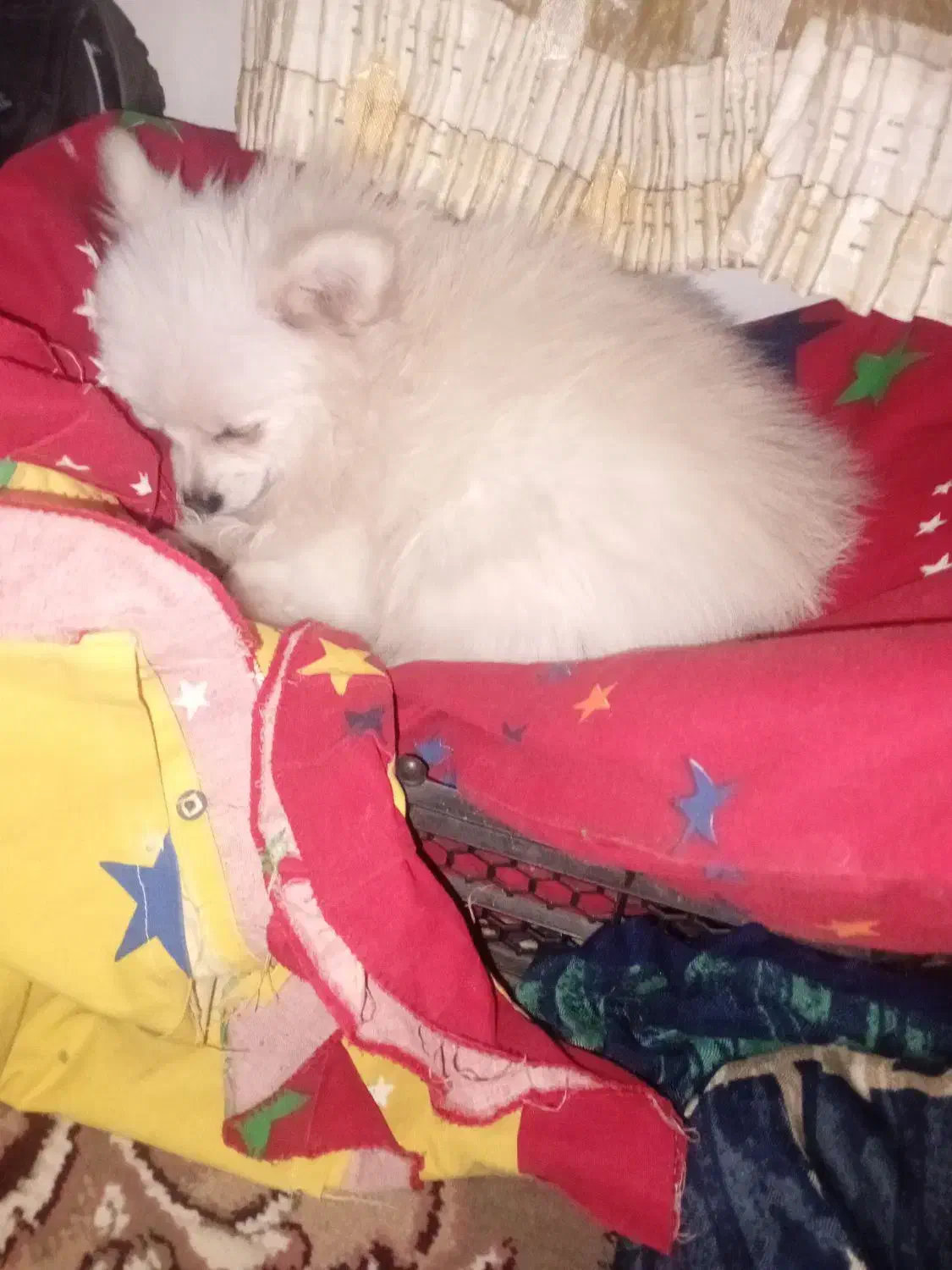 سگ پامرین خرسی ماده|سگ|قائم‌شهر, |دیوار