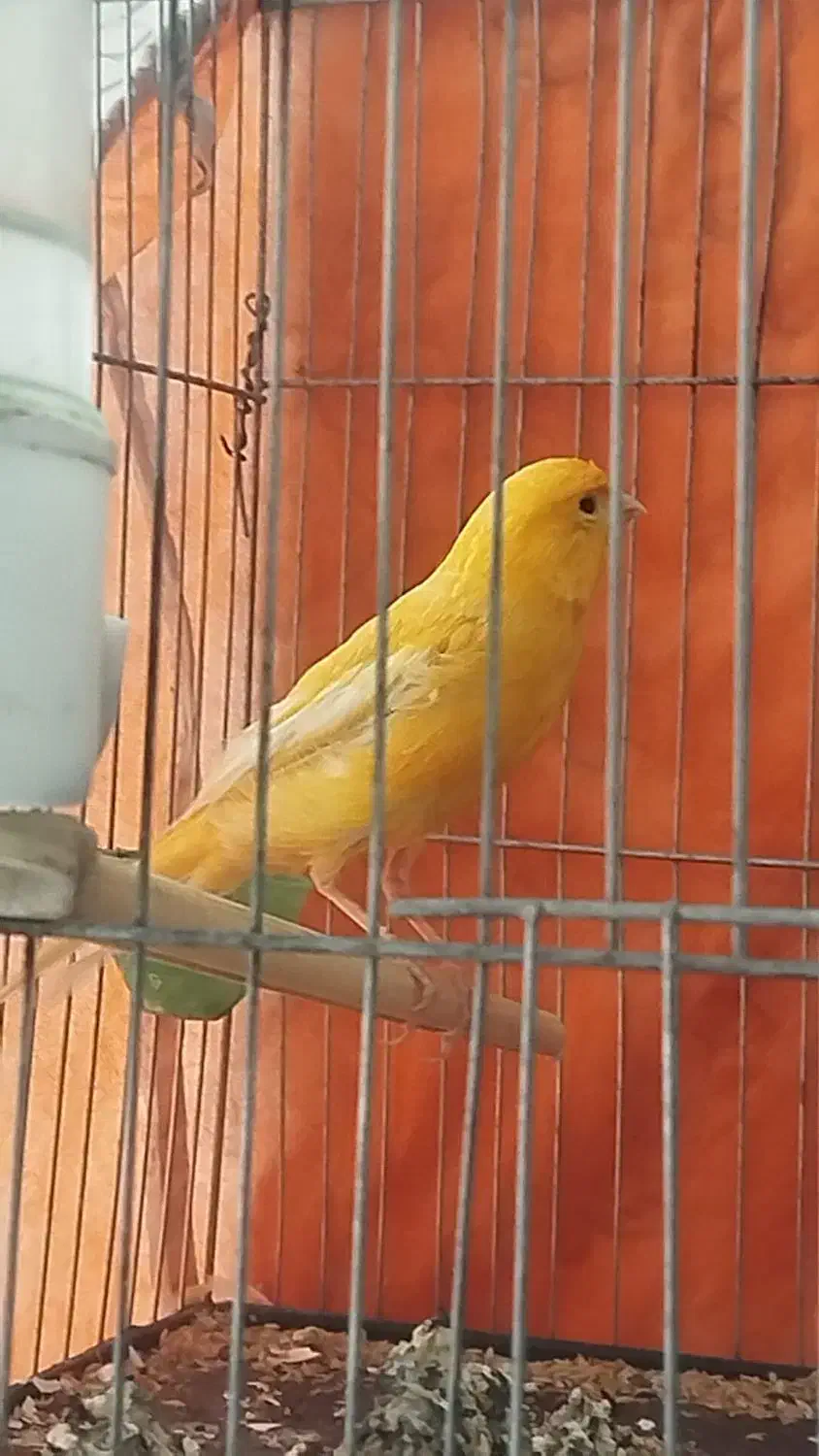 قناری نر و ماده|پرنده|بهمن صغاد, |دیوار