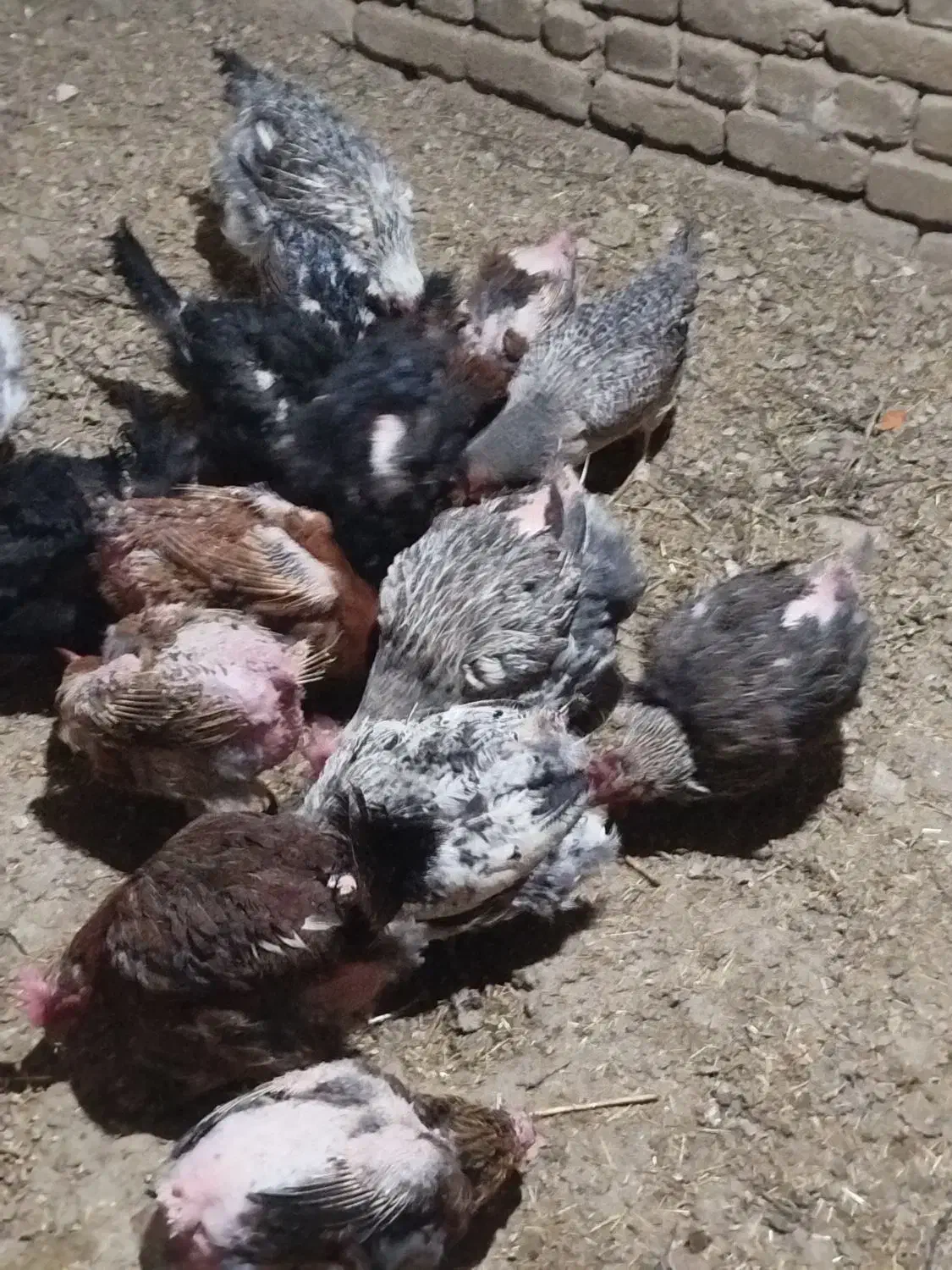 ۱۰عددمرغ ۲سال تخم میزارن هرروز|حیوانات مزرعه|زرین دشت (همدان), |دیوار