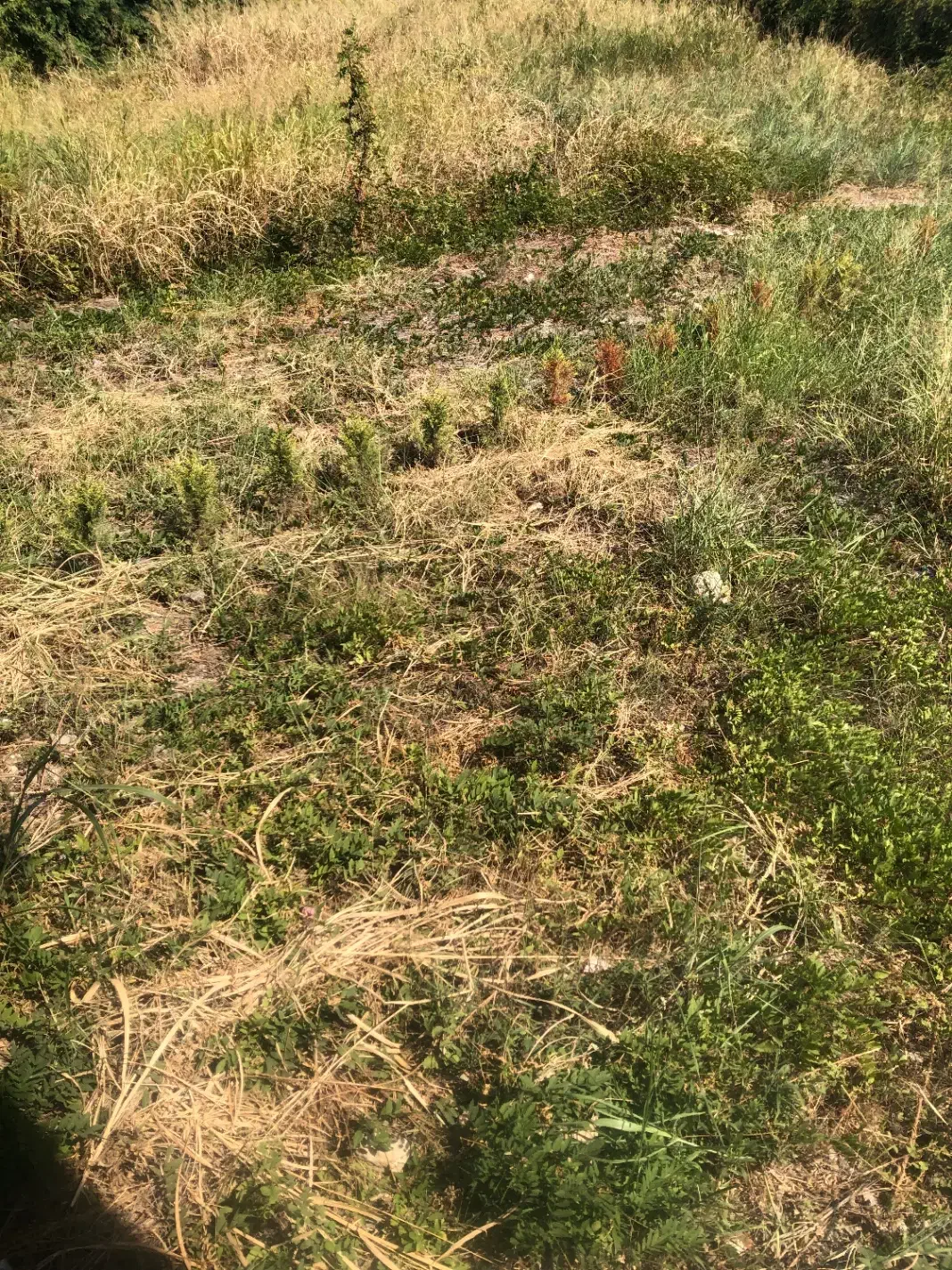 علف تراشی با دستگاه از نوشهر تاسیسنگان ونوش رویان|خدمات باغبانی و درختکاری|نوشهر, |دیوار