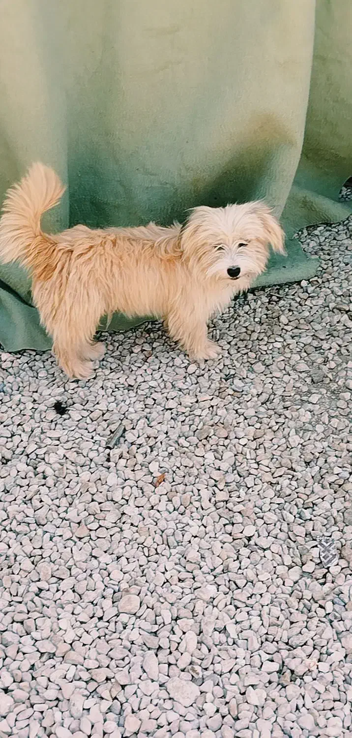 سگ خونگی|سگ|خورموج, |دیوار