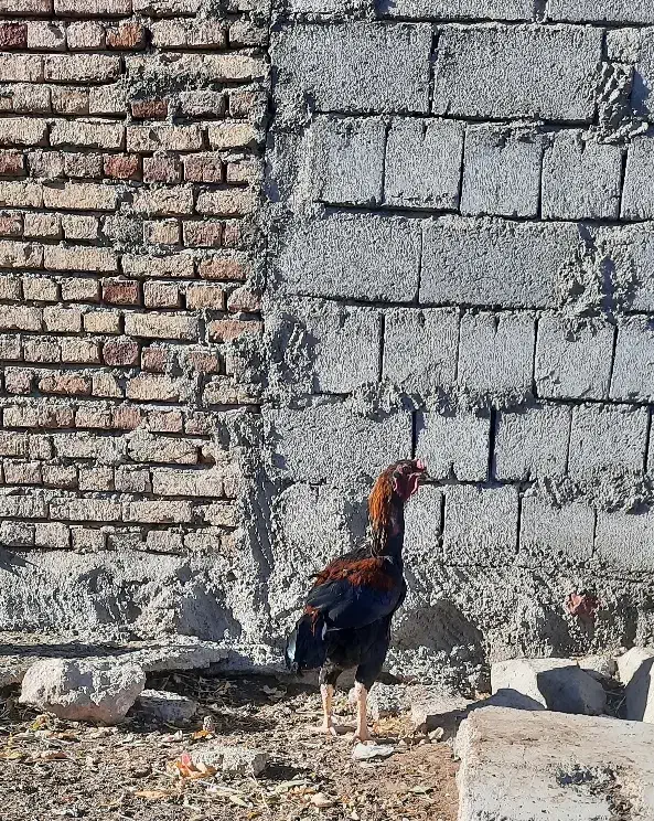 مرغ‌وخروس‌لاری|حیوانات مزرعه|نیر (اردبیل), |دیوار