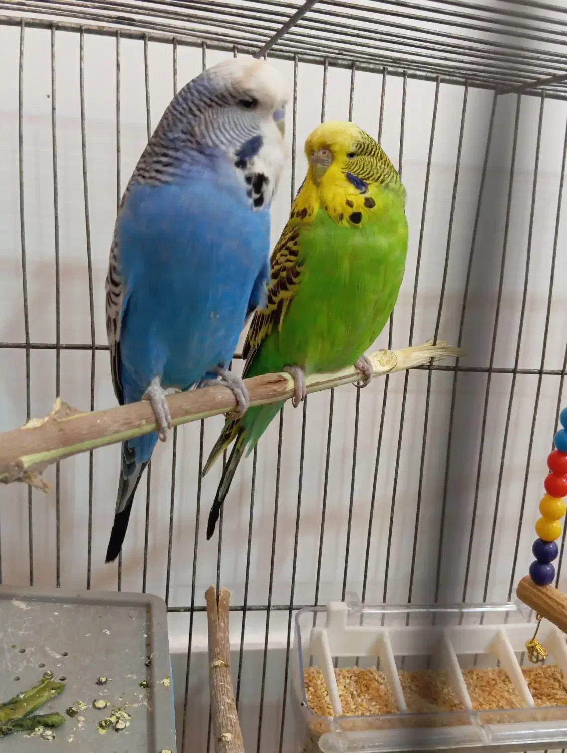 یک جفت مرغ عشق هلندی|پرنده|تبریز, |دیوار