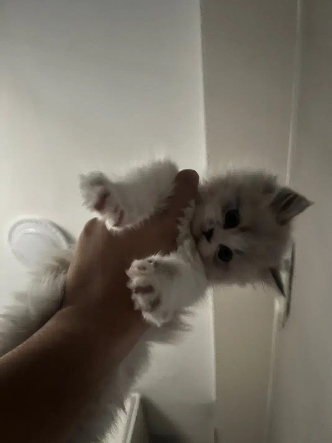 گربه بریتیش|گربه|فردیس, فردیس|دیوار