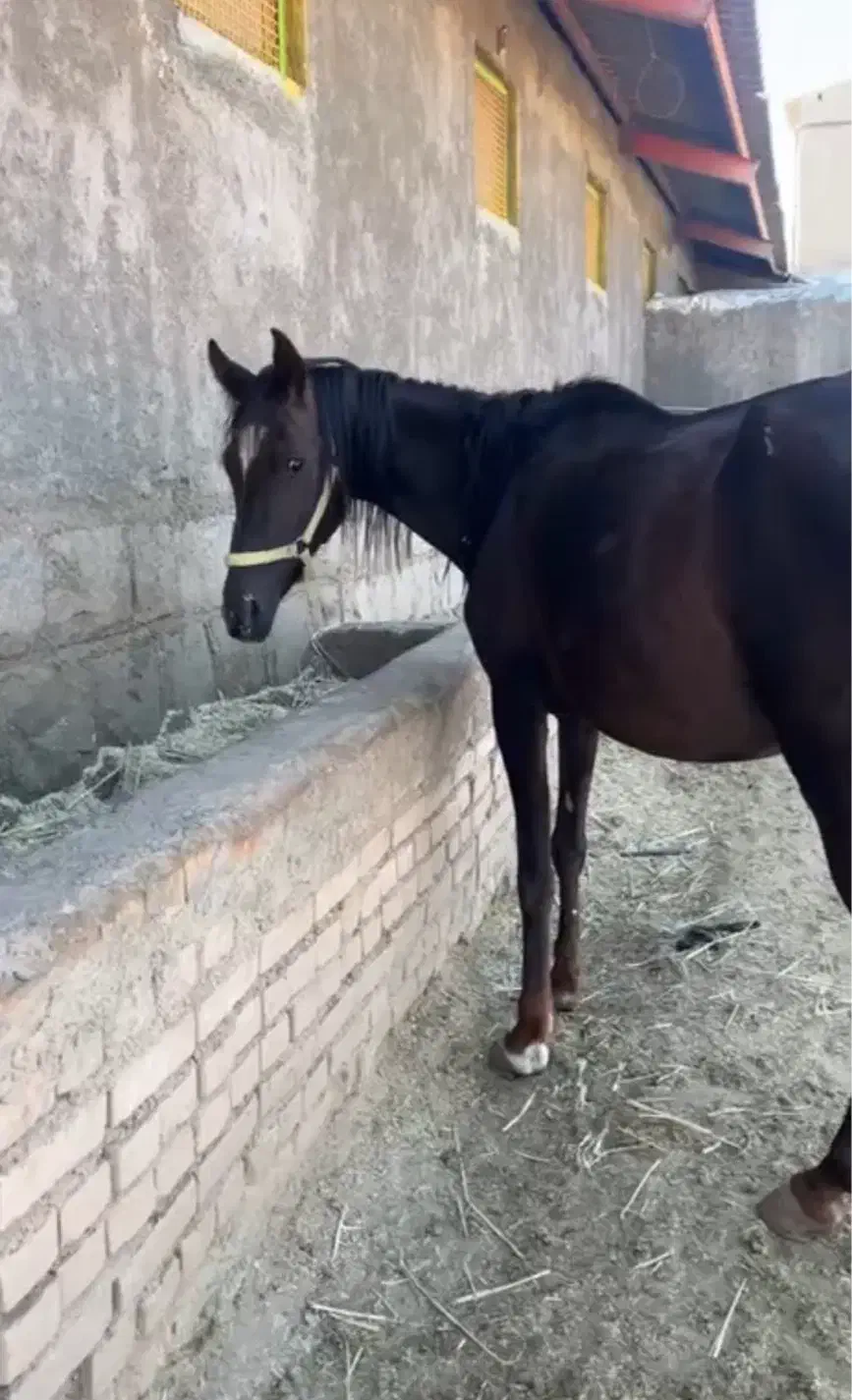 اسب|اسب و تجهیزات اسبسواری|مرند, |دیوار