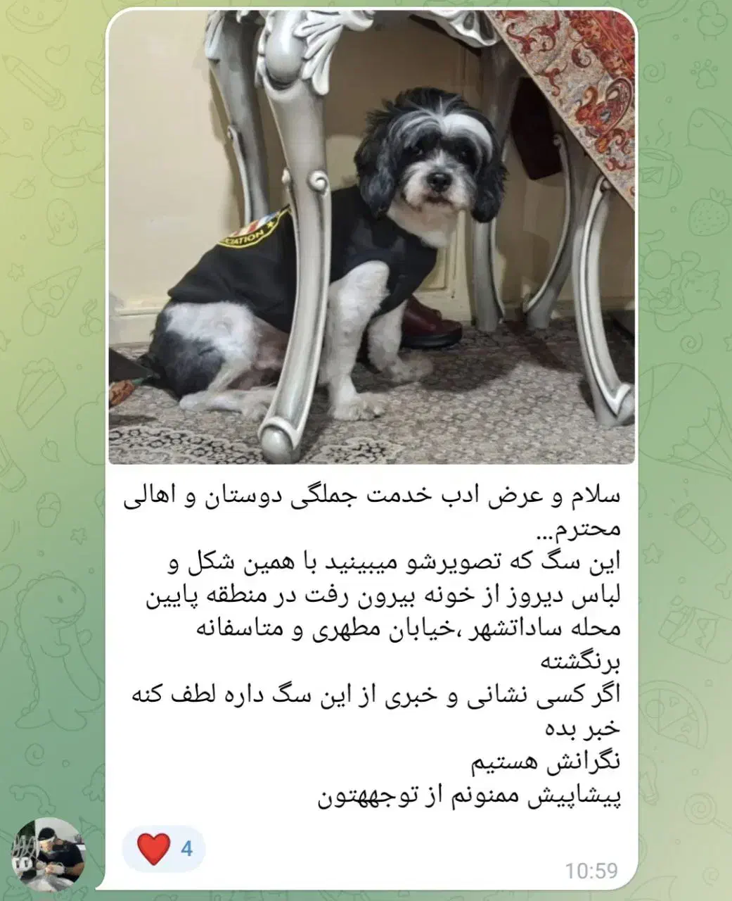 سگ گمشده|حیوانات|کتالم و سادات شهر, |دیوار