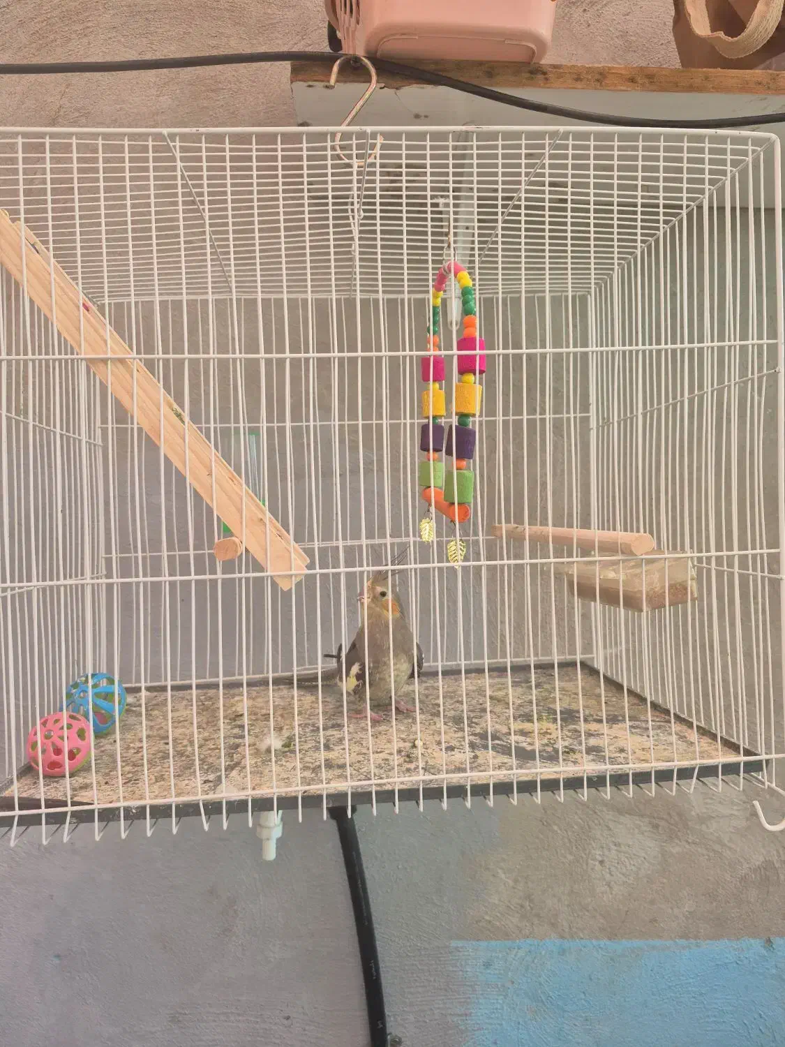 عروس هلندی سیامون|پرنده|مشهد, شهرک صنعتی توس|دیوار