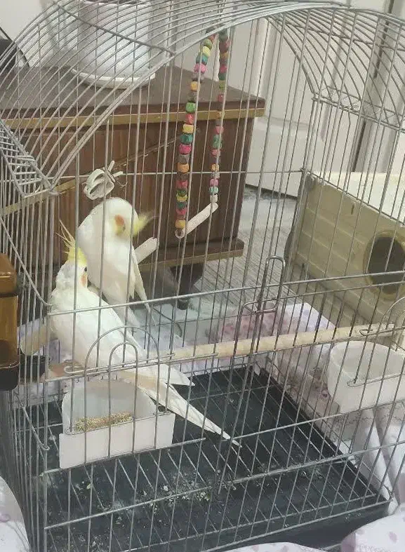 یک جفت عروس هلندی لوتینو|پرنده|پاکدشت, پاکدشت (مامازند)|دیوار