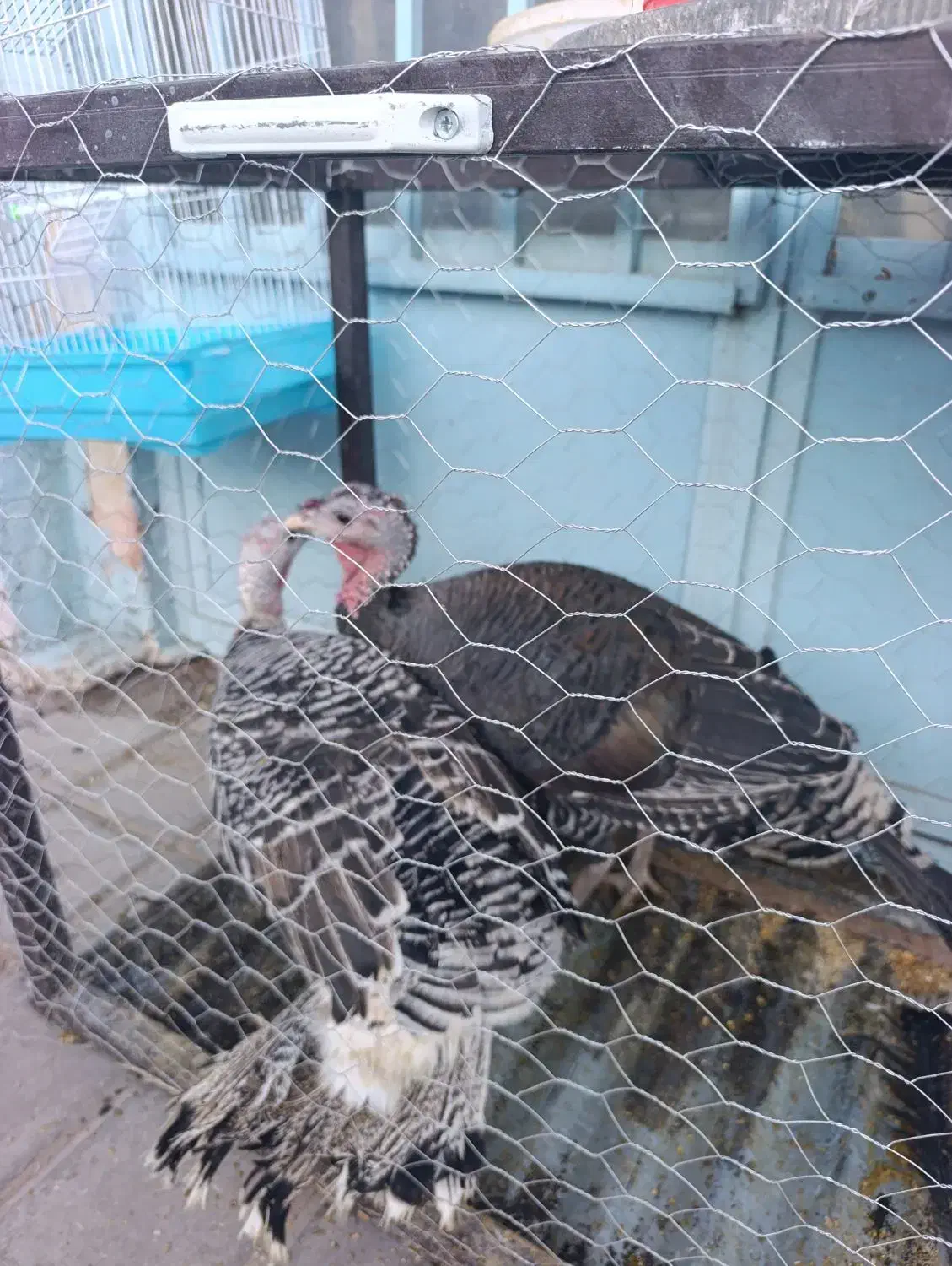 بوقلبون جوان|حیوانات مزرعه|رفسنجان, |دیوار