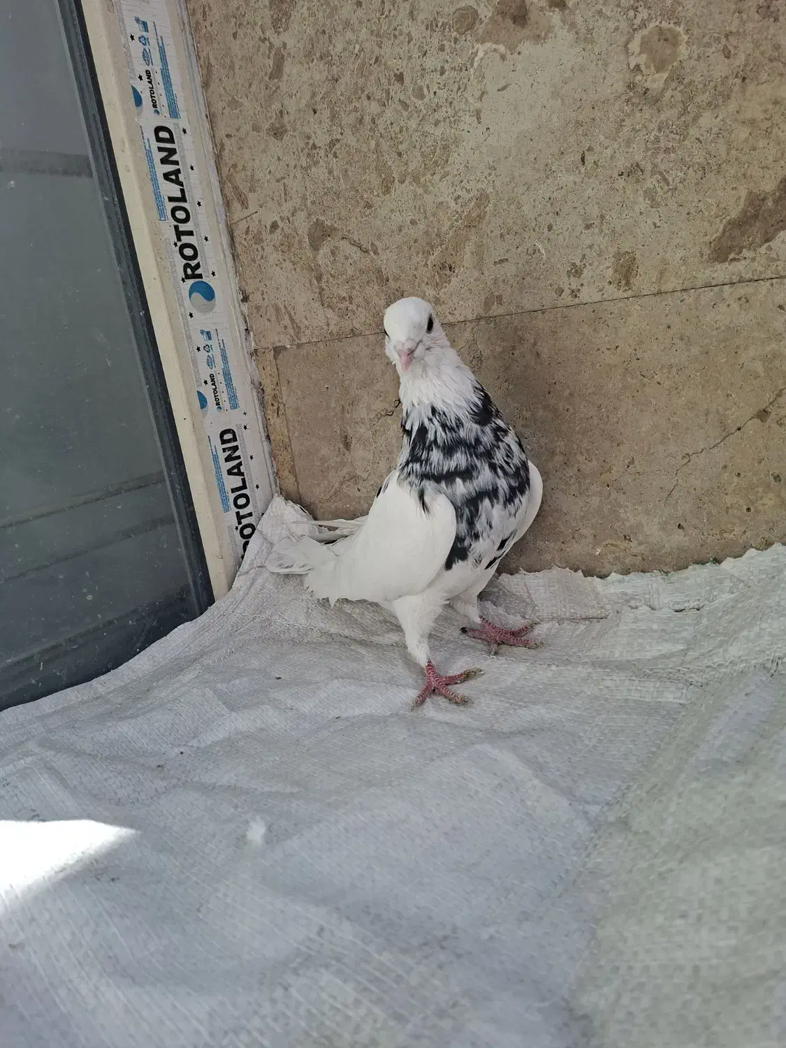 کبوتر طوقی|پرنده|قم, انسجام|دیوار