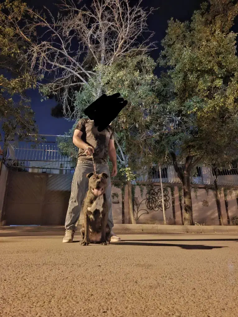 سگ پیتبول ماده|سگ|قم, نخودی|دیوار