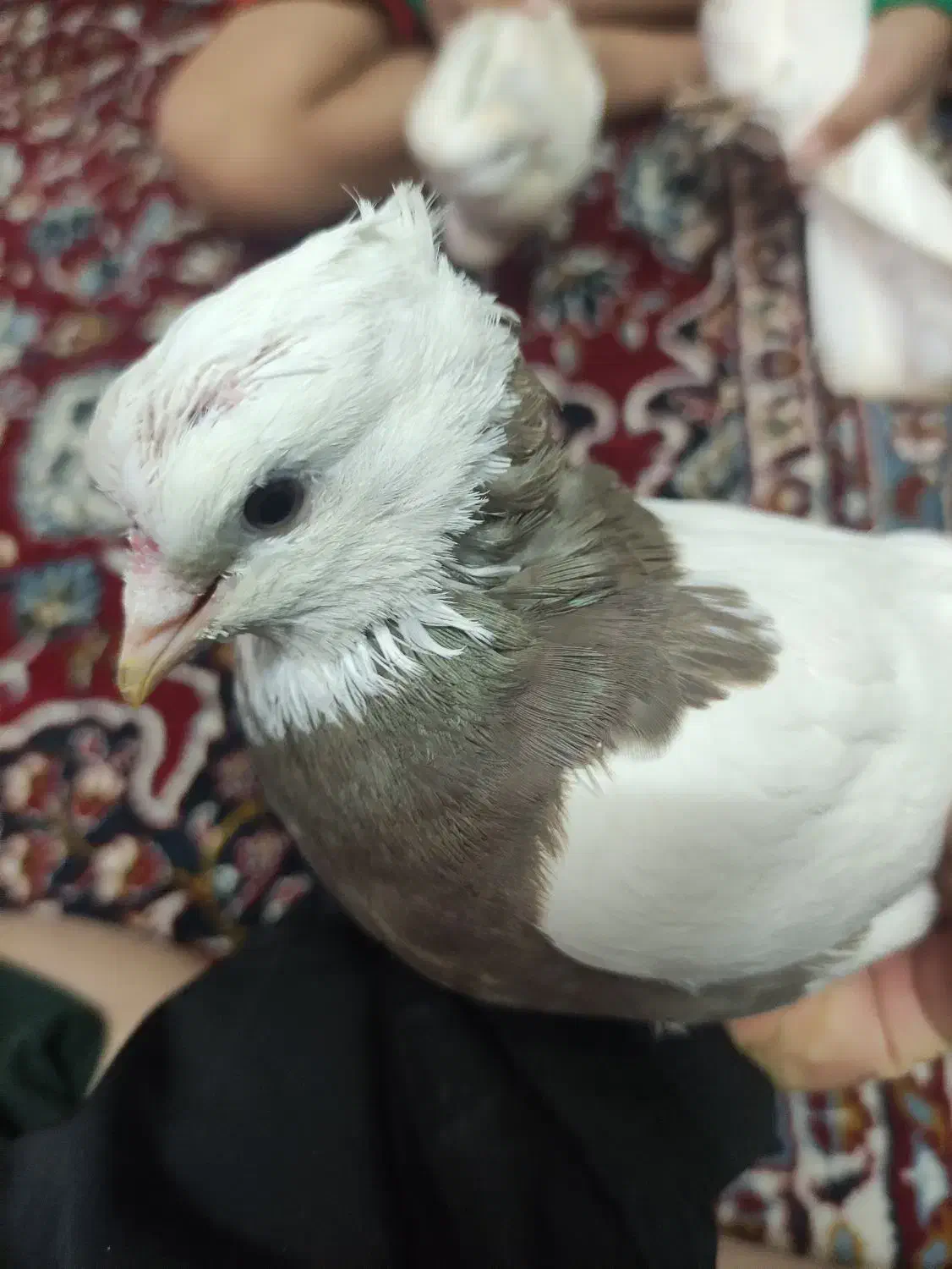 کبوتر|پرنده|میبد, |دیوار