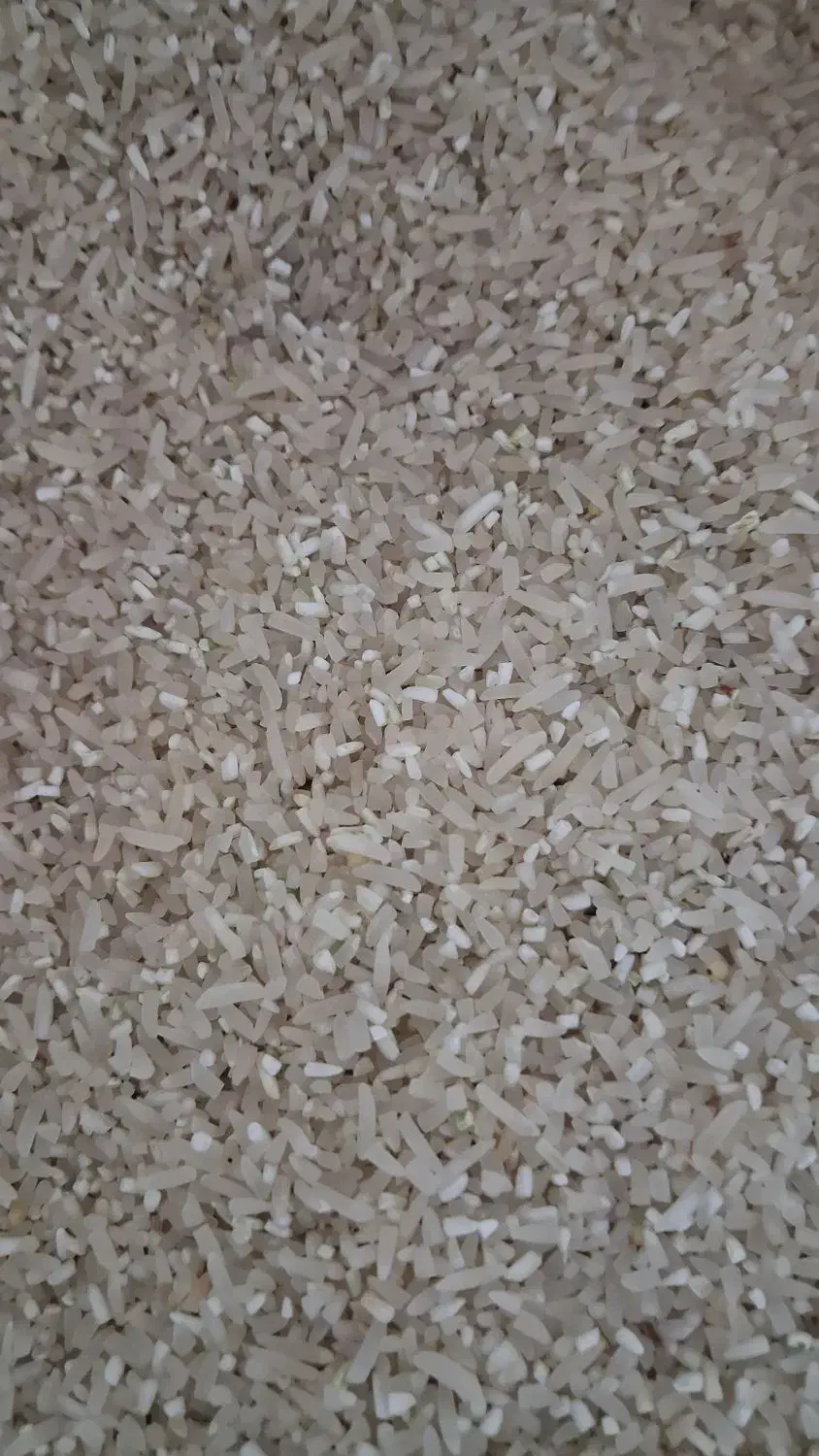 نیم دانه فجر سوزنی|خوردنی و آشامیدنی|آق قلا, |دیوار