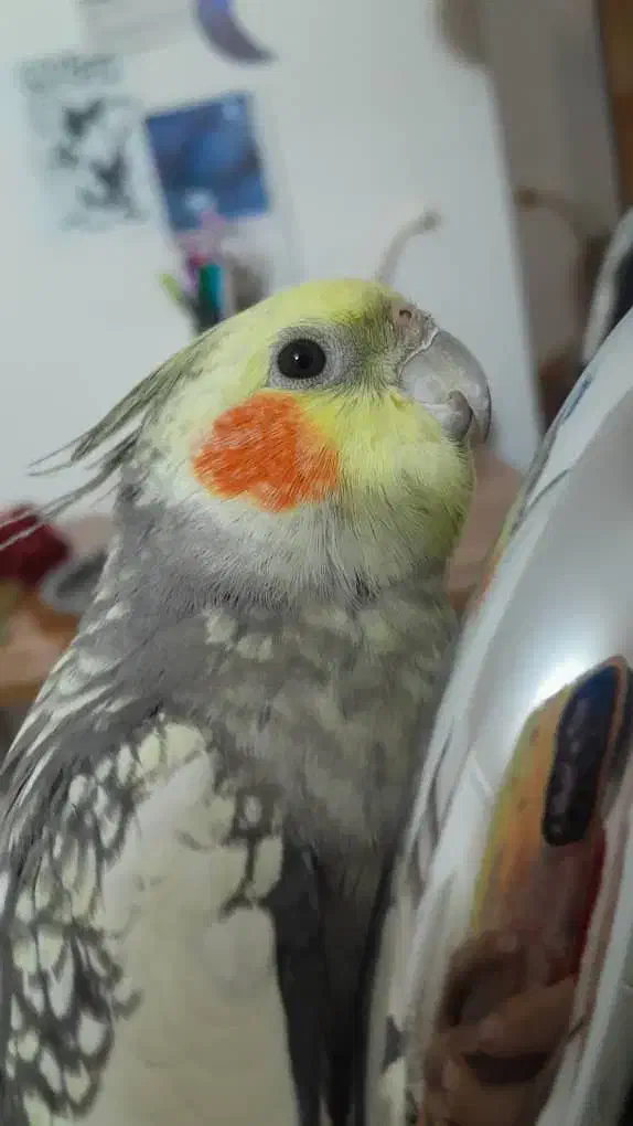 گمشده عروس هلندی محدوده قائمیه|حیوانات|اصفهان, قائمیه|دیوار