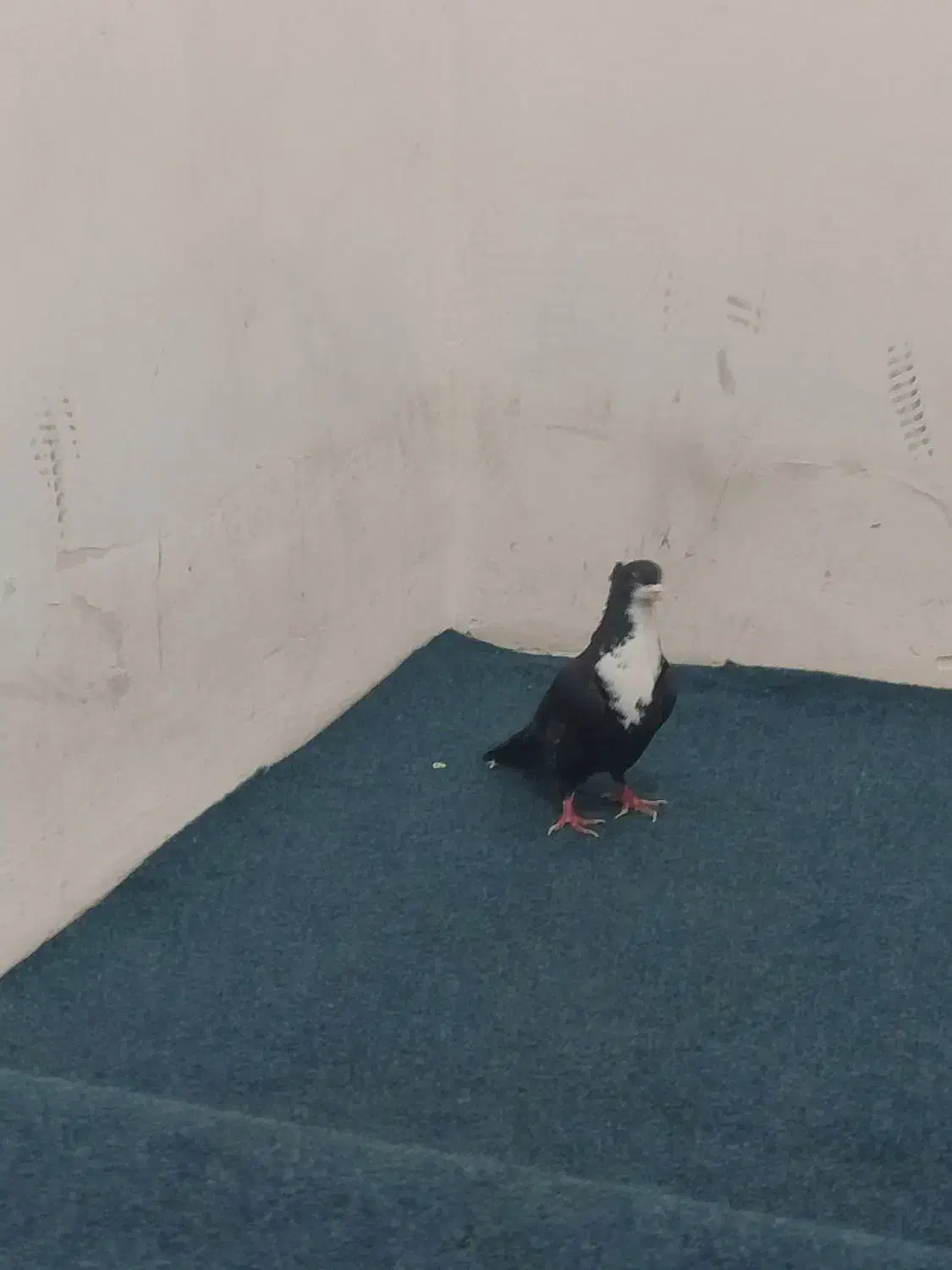 کروات|پرنده|خواف, |دیوار