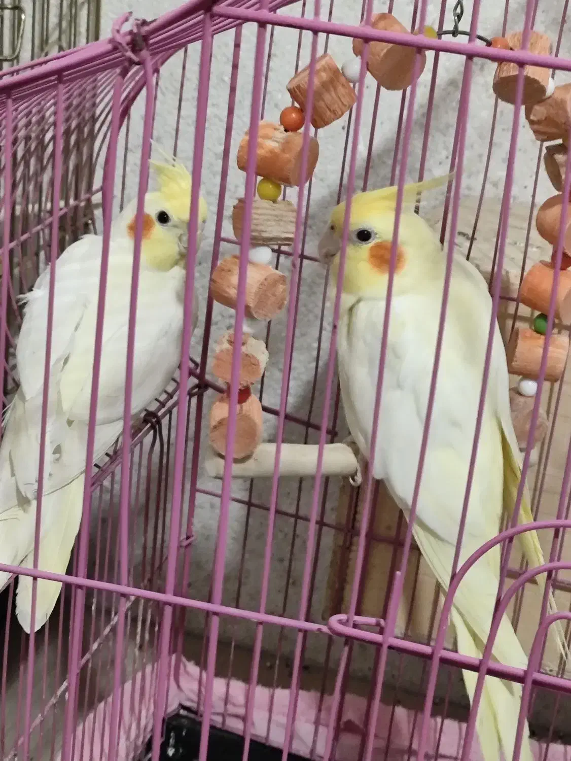 جفت عروس هلندی|پرنده|بندرعباس, |دیوار