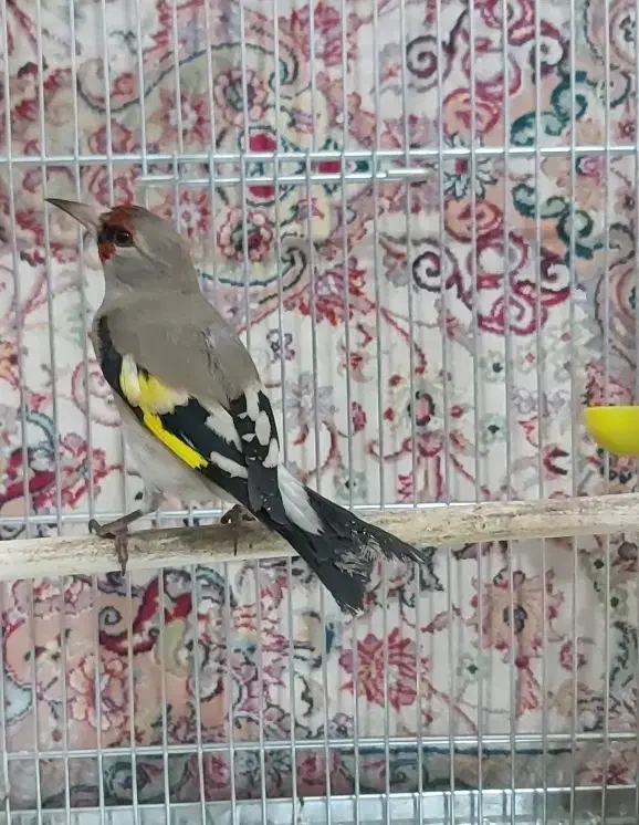 سهره دورگ،آکواریوم|پرنده|تهران, خاوران|دیوار