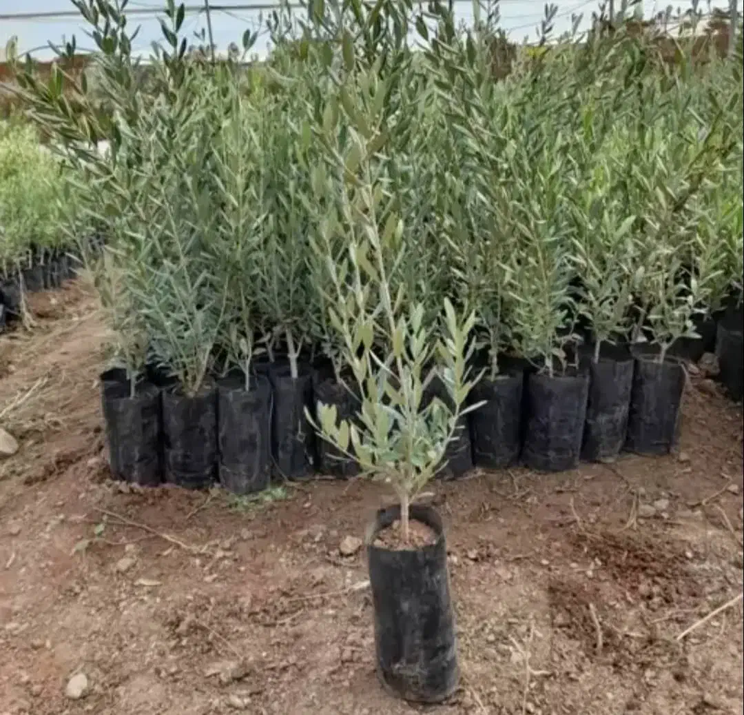 فروش نهال بادام صنوبر چنار گردو در نهالستان|خدمات باغبانی و درختکاری|بردسیر, |دیوار