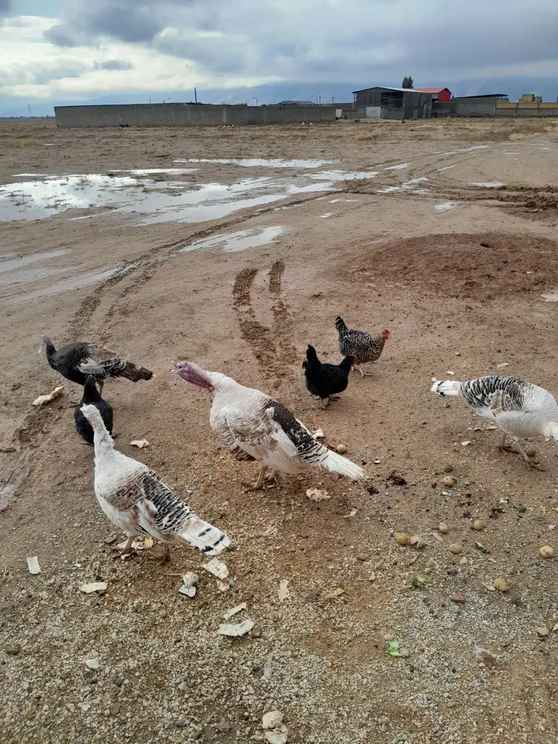 فروش بوقلمون|حیوانات مزرعه|شیراز, حومه شیراز|دیوار