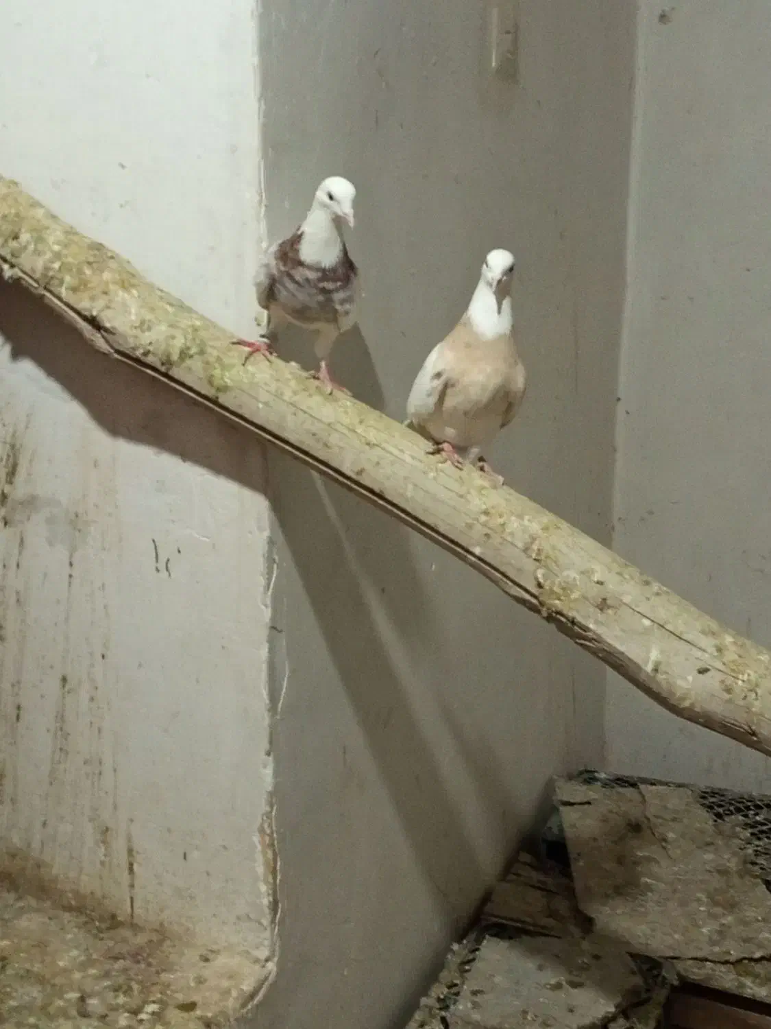 طوقی آجری ماده خال سیاه نر فولادی خال قدیم|پرنده|همدان, |دیوار