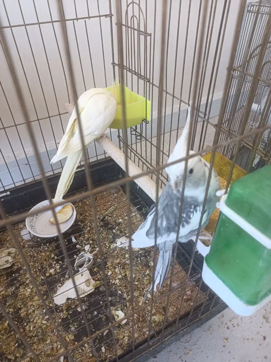 عروس هلندی معاوضه با سهره یا قناری|پرنده|فردیس, فردیس|دیوار