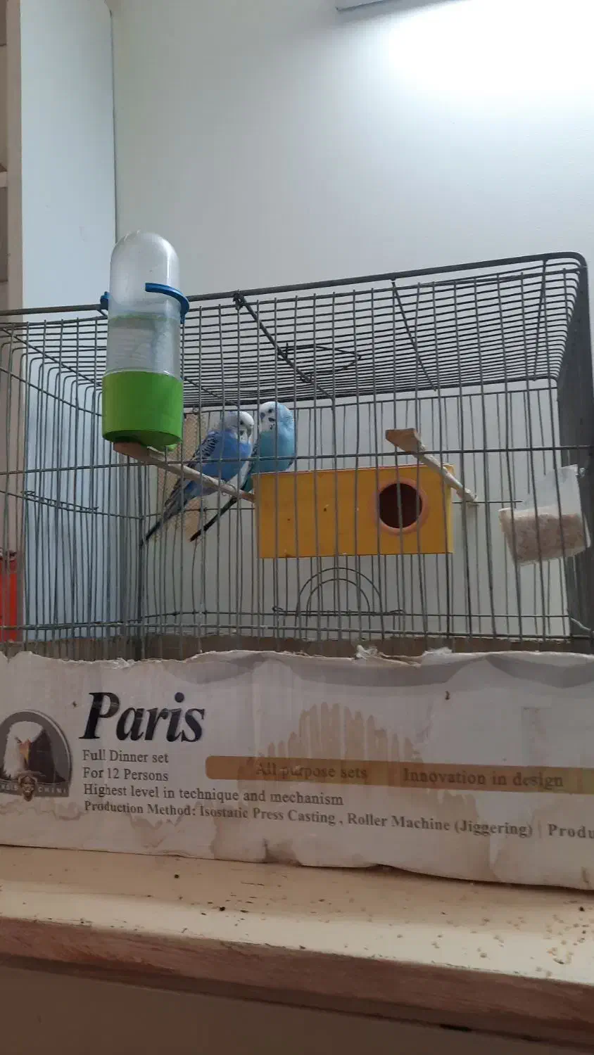 یه جفت مرغ عشق خوشگل جوون اماده تخم گزاری|پرنده|قم, جمکران|دیوار