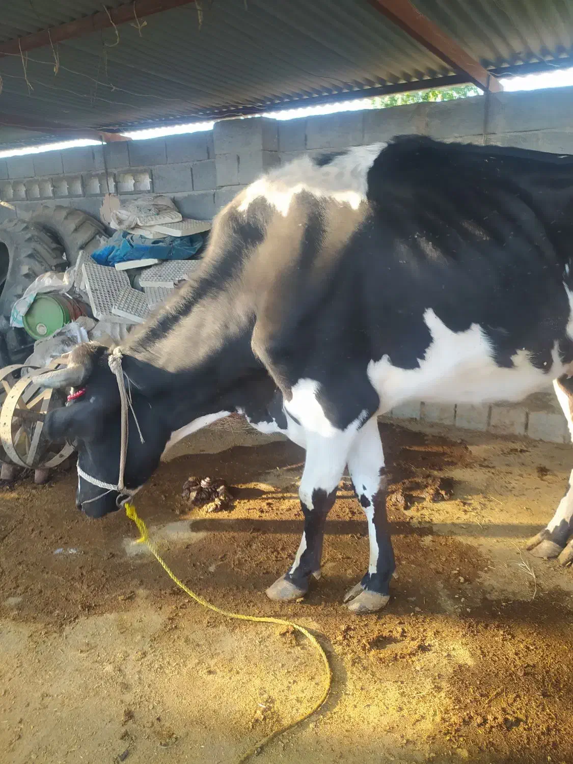 گاوهلشتان با گوساله ماده سمینتال|حیوانات مزرعه|میناب, |دیوار