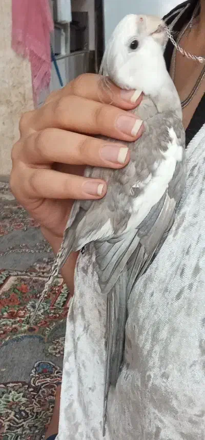 حیوان خانگی|پرنده|تربت‌حیدریه, رضاشهر|دیوار