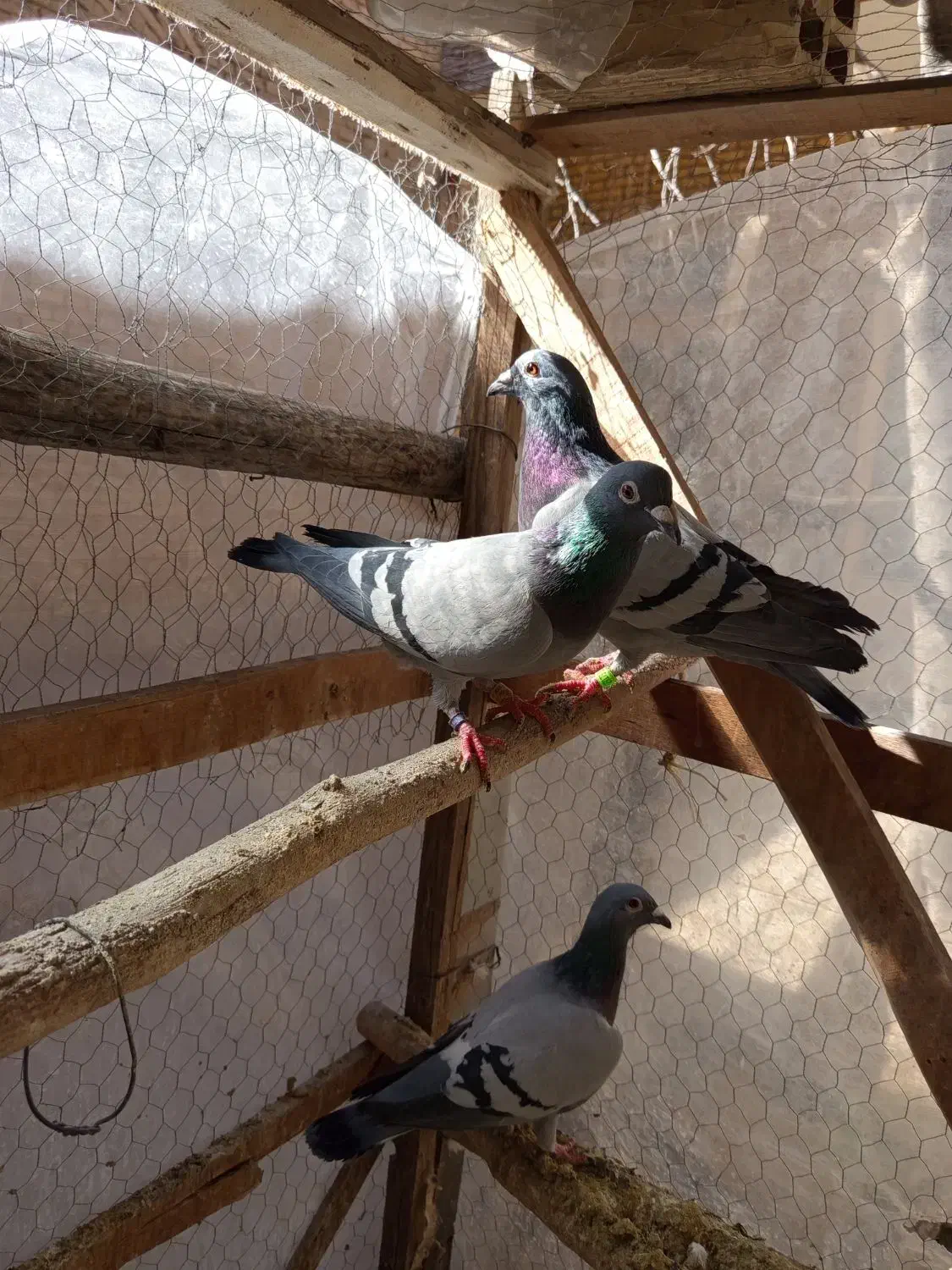 پلاکی|پرنده|مبارکه, |دیوار