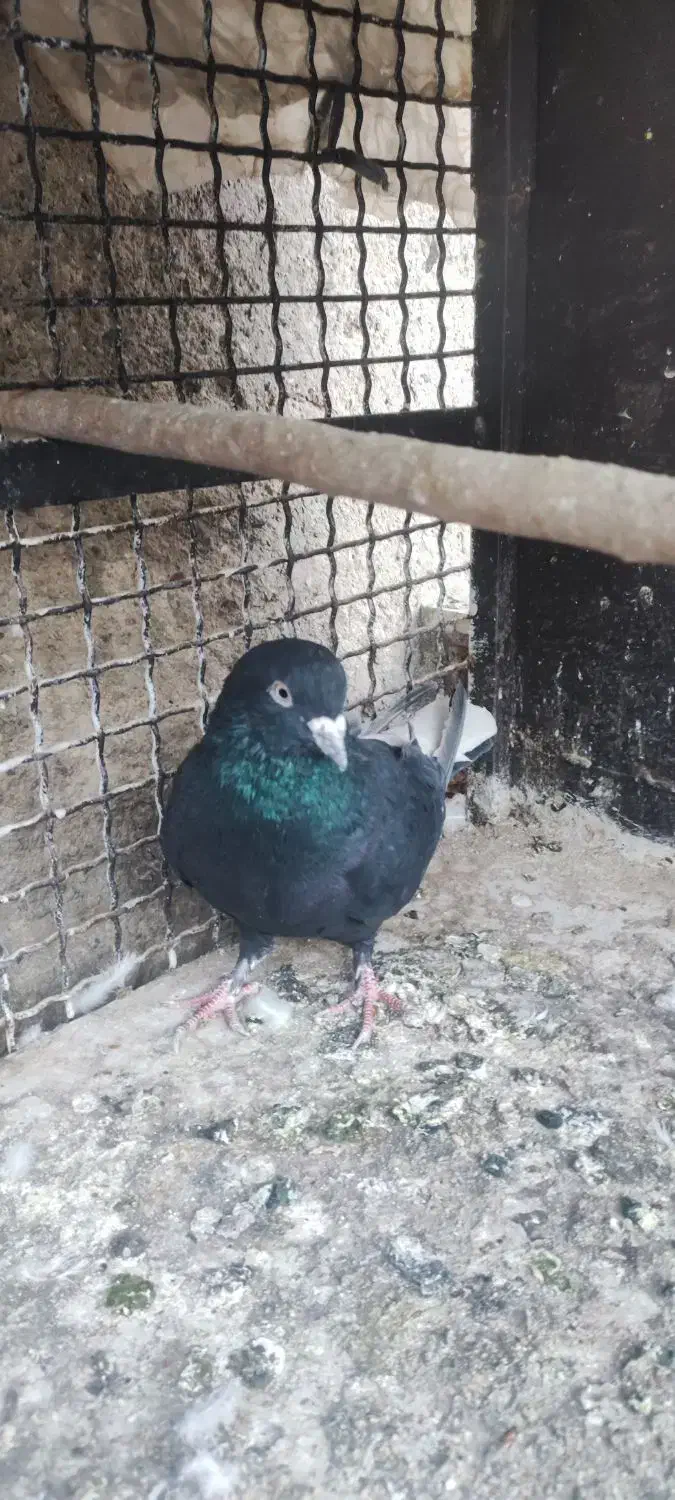 نر زاغ دمسفید|پرنده|قم, پردیسان|دیوار