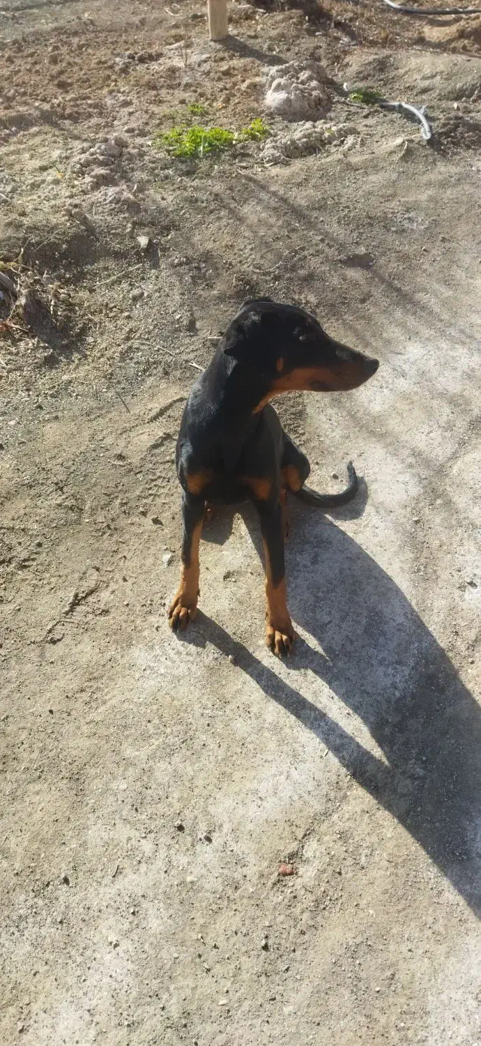 سگ نگهبان|سگ|طاغنکوه, |دیوار