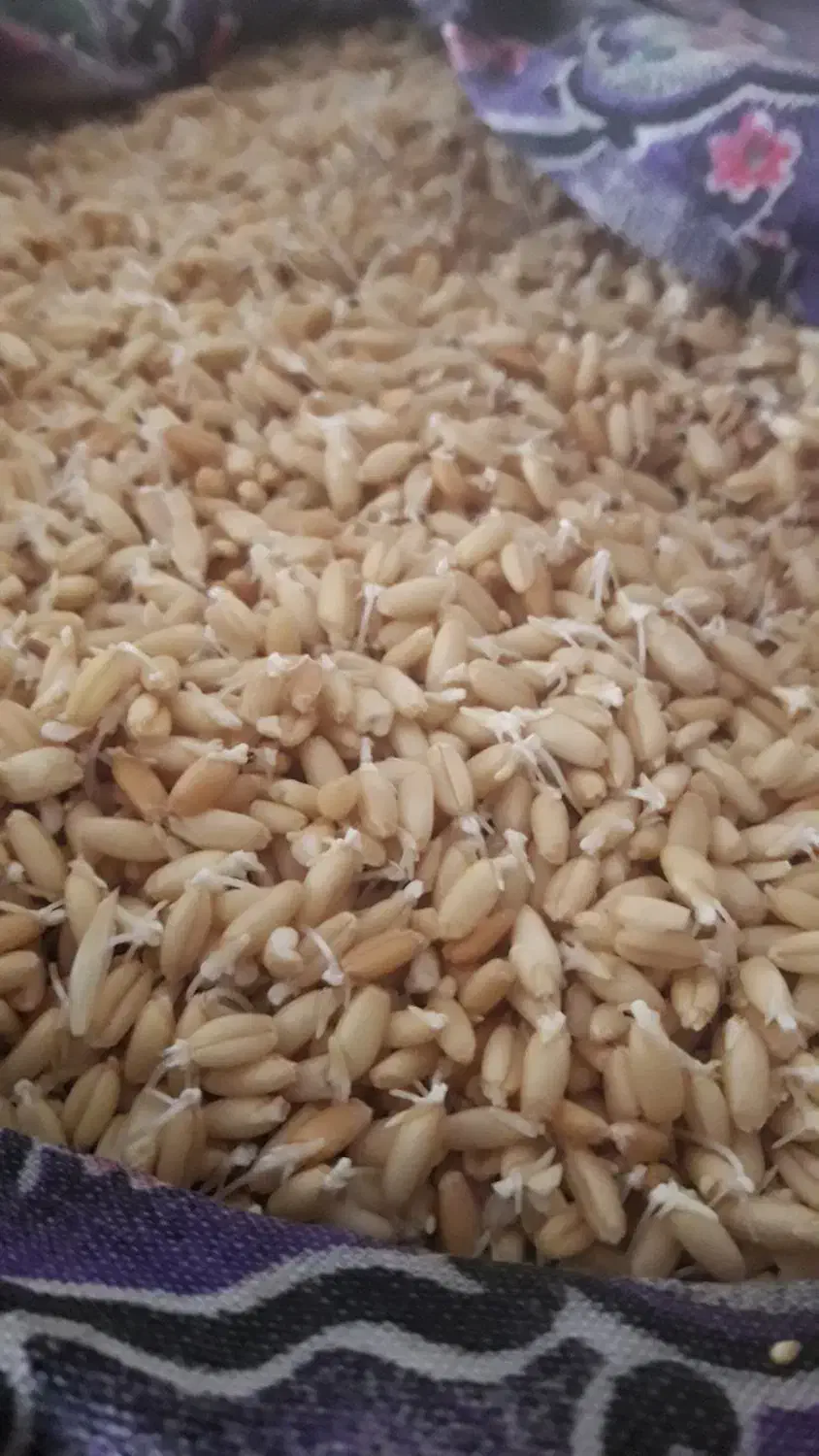 پودر جوانه گندم|خوردنی و آشامیدنی|کرج, حصارک پایین|دیوار