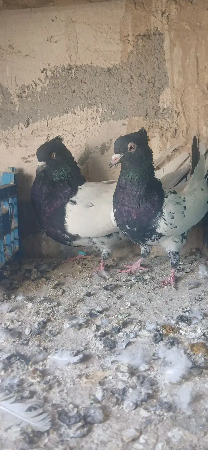 کله سیاه درشت|پرنده|بناب, |دیوار