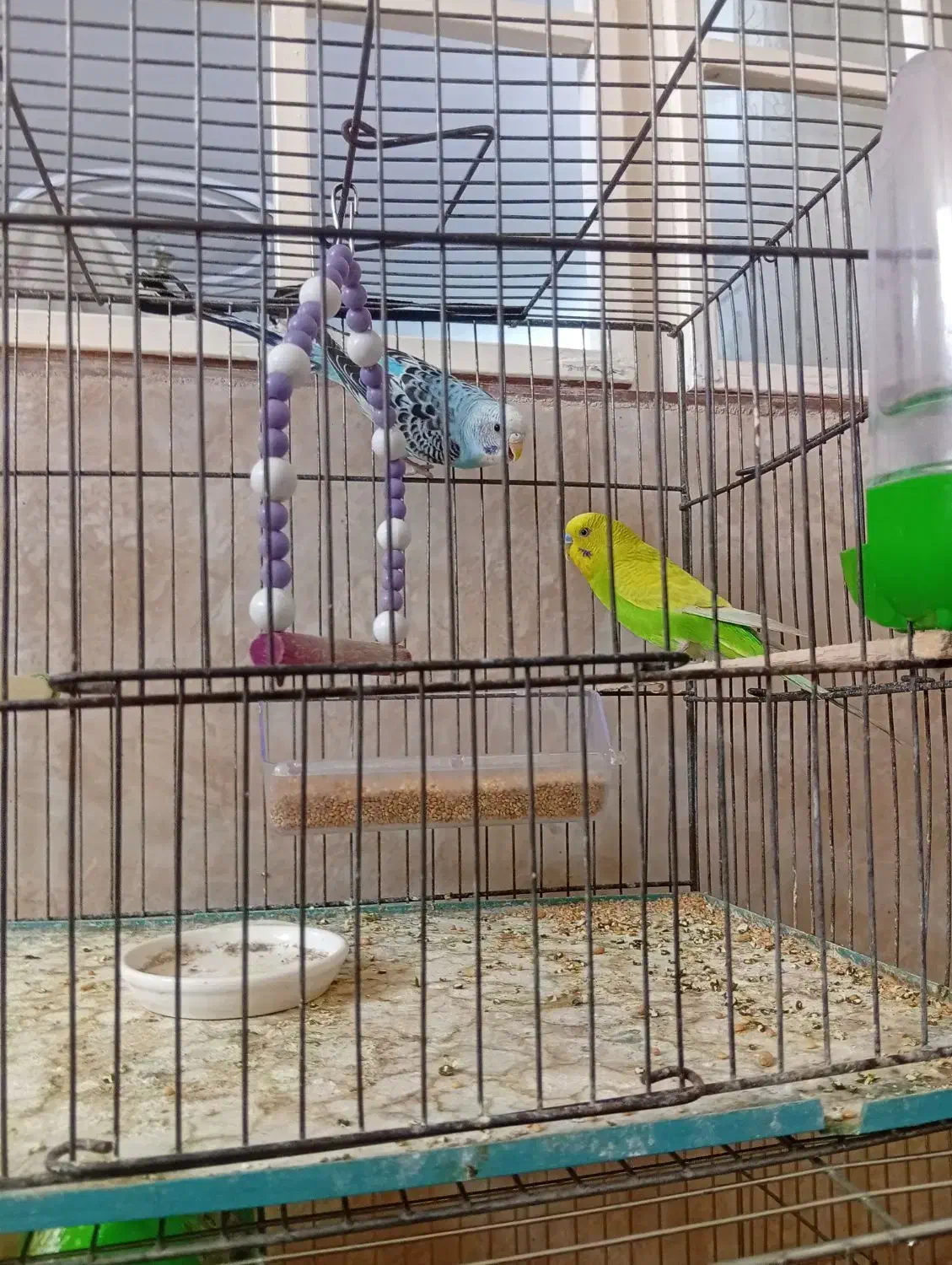 یه جفت مرغ عشق|پرنده|قم, نوبهار|دیوار