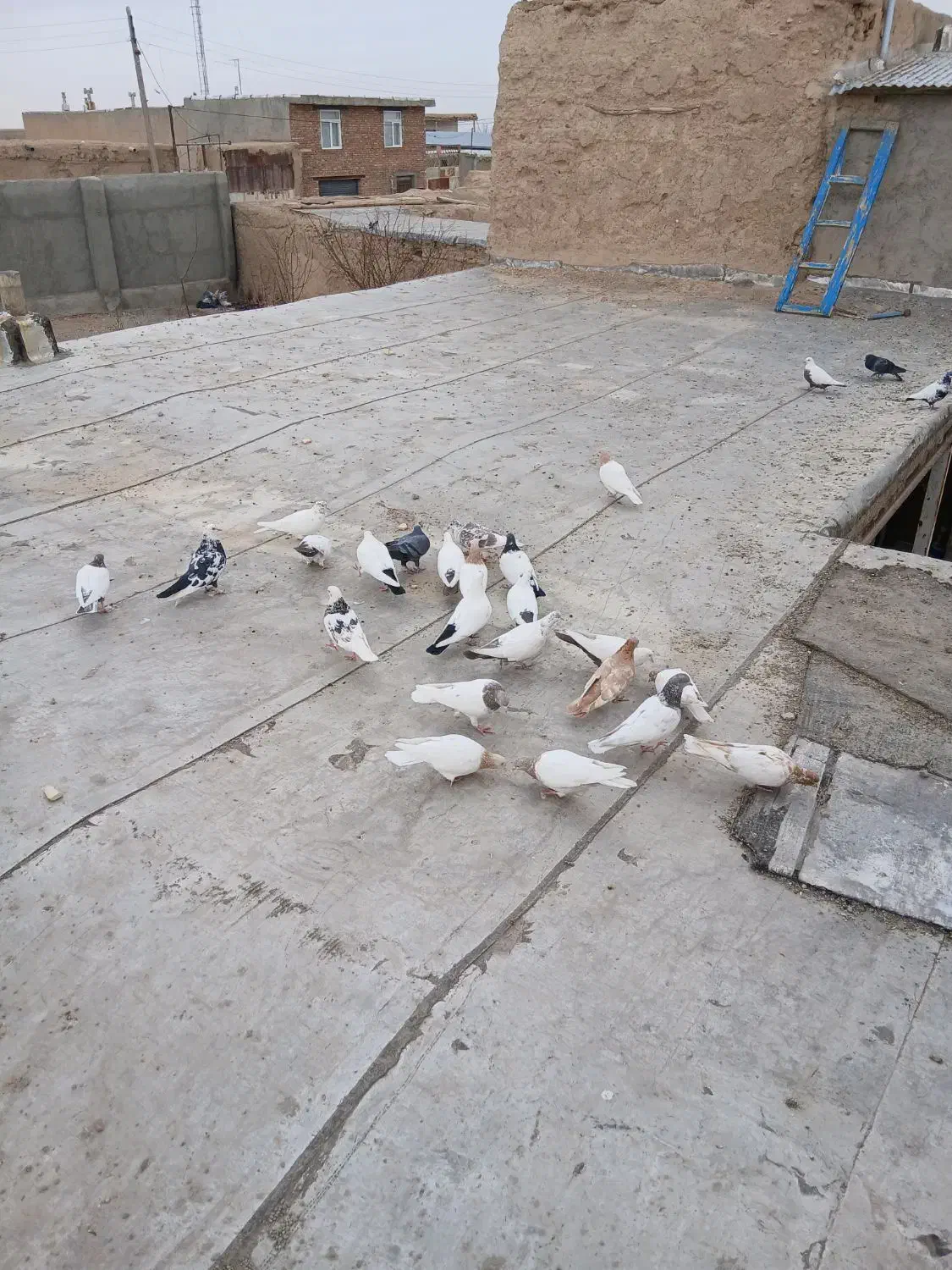 کبوتر کله دار سینه سرخ دم سیاه|پرنده|کبودرآهنگ, |دیوار