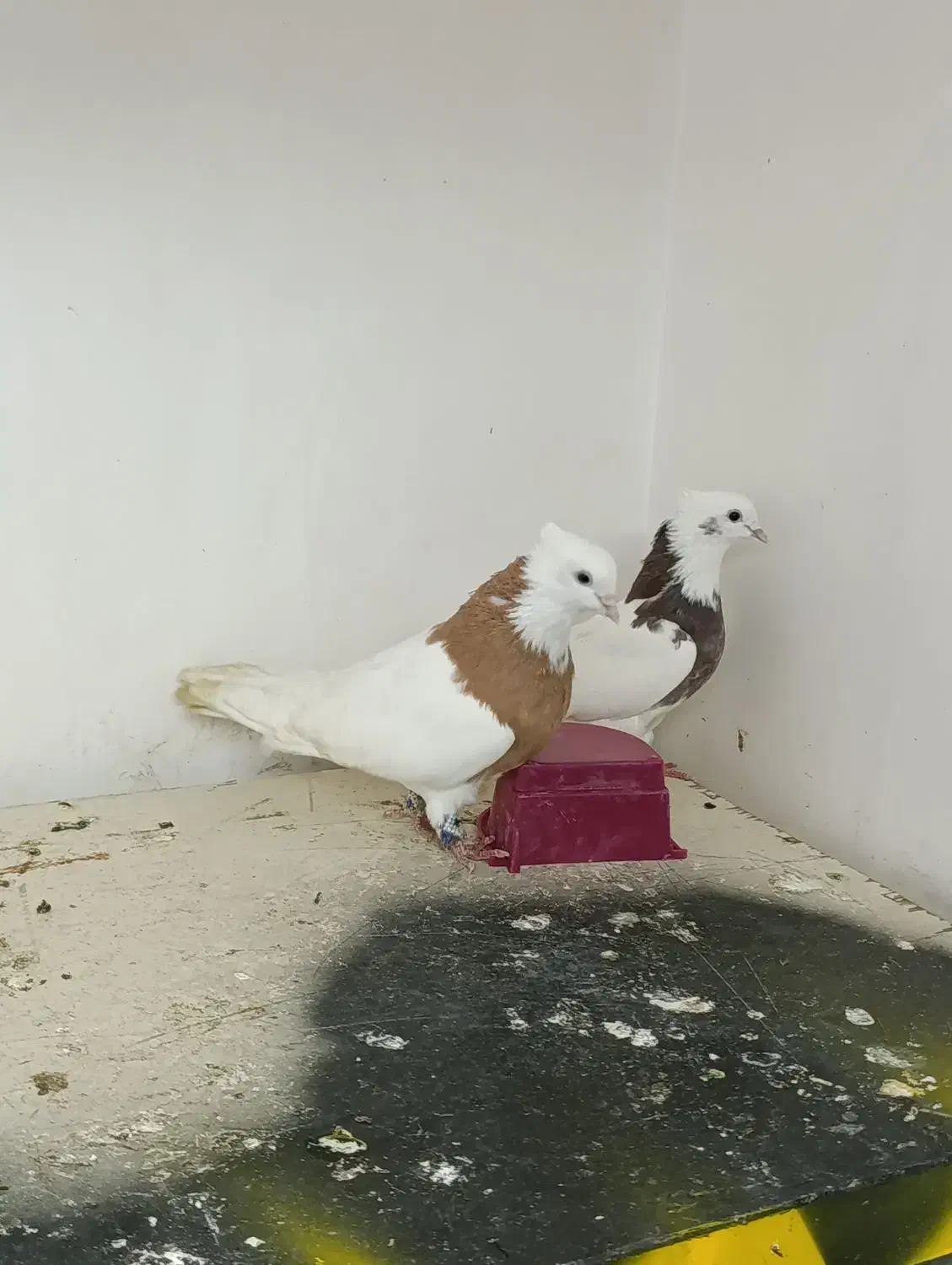 کبوتر|پرنده|تبریز, |دیوار