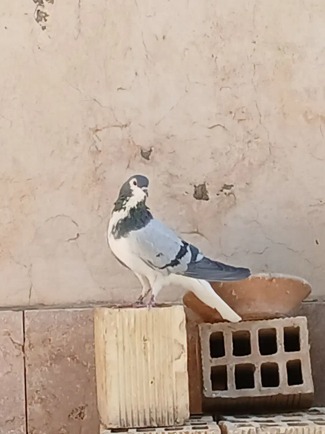 بوم کبوتر فروشی|پرنده|اصفهان, زهران|دیوار
