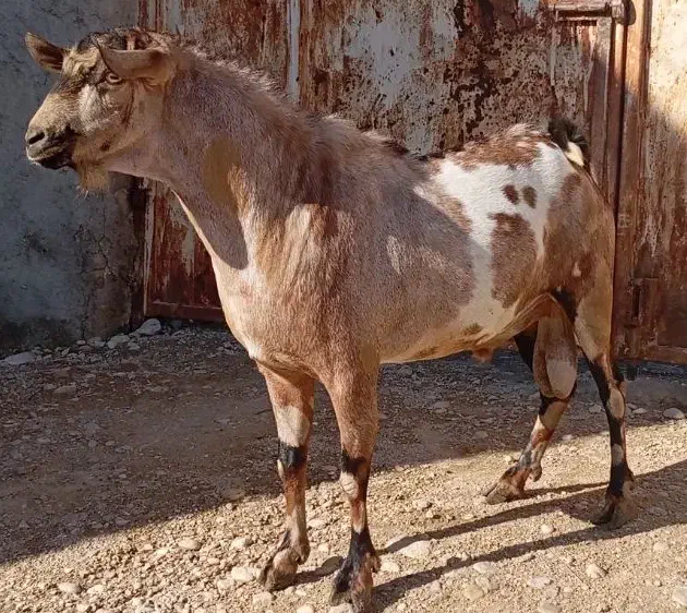 سومال ذات دوقلویی جنس خوب|حیوانات مزرعه|رویدر, |دیوار