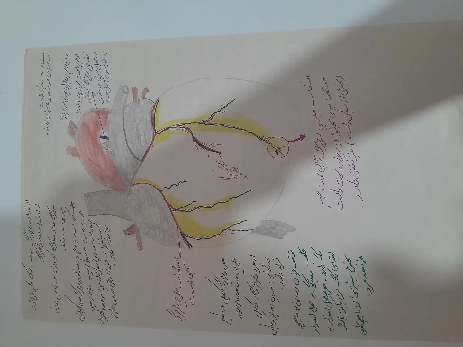 جزوه شکل زیست شناسی|کتاب و مجله آموزشی|شیراز, شهرک فرهنگیان|دیوار