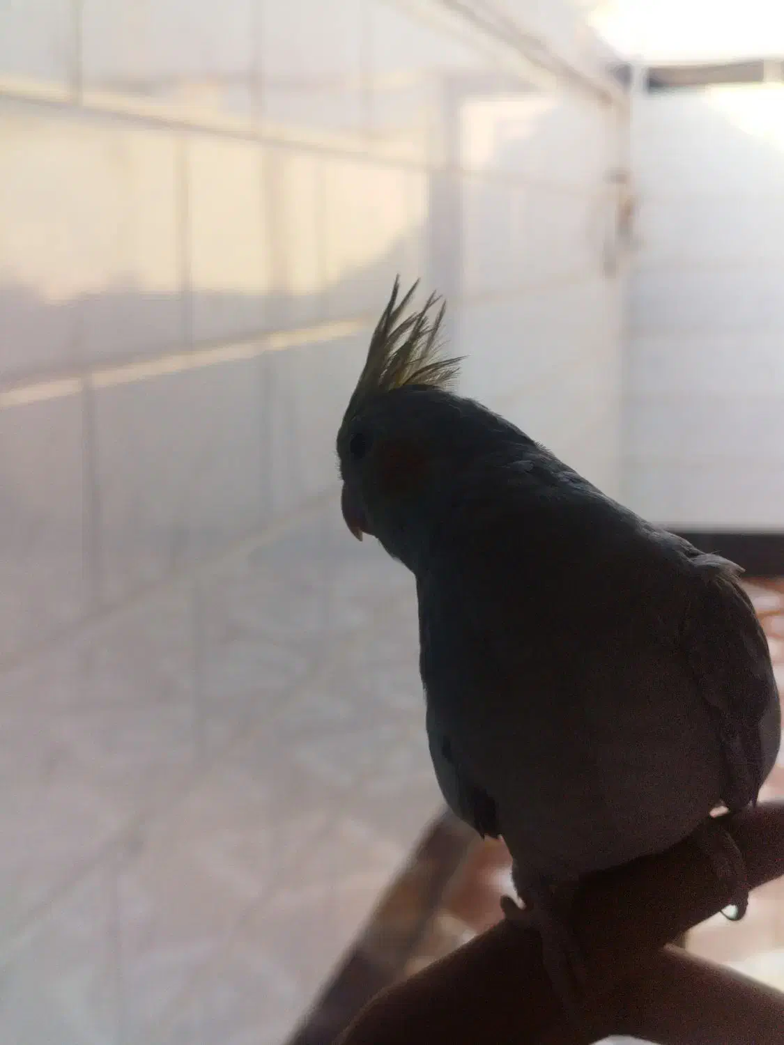 چند عدد عروس هلندی|پرنده|کارون, |دیوار