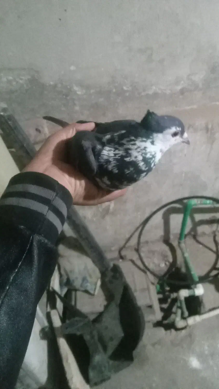 کبوترریش نره سالم|پرنده|کورین, |دیوار