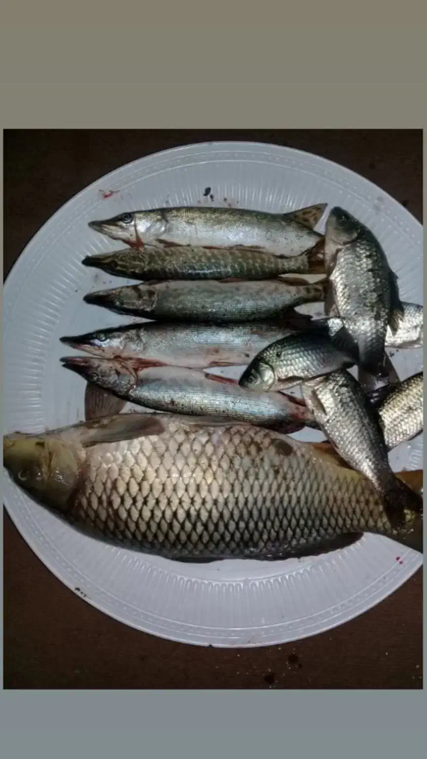 علاقه مندان به ماهیگیری درسد دریا رودخانه مرداب|فعالیت داوطلبانه|ساری, |دیوار